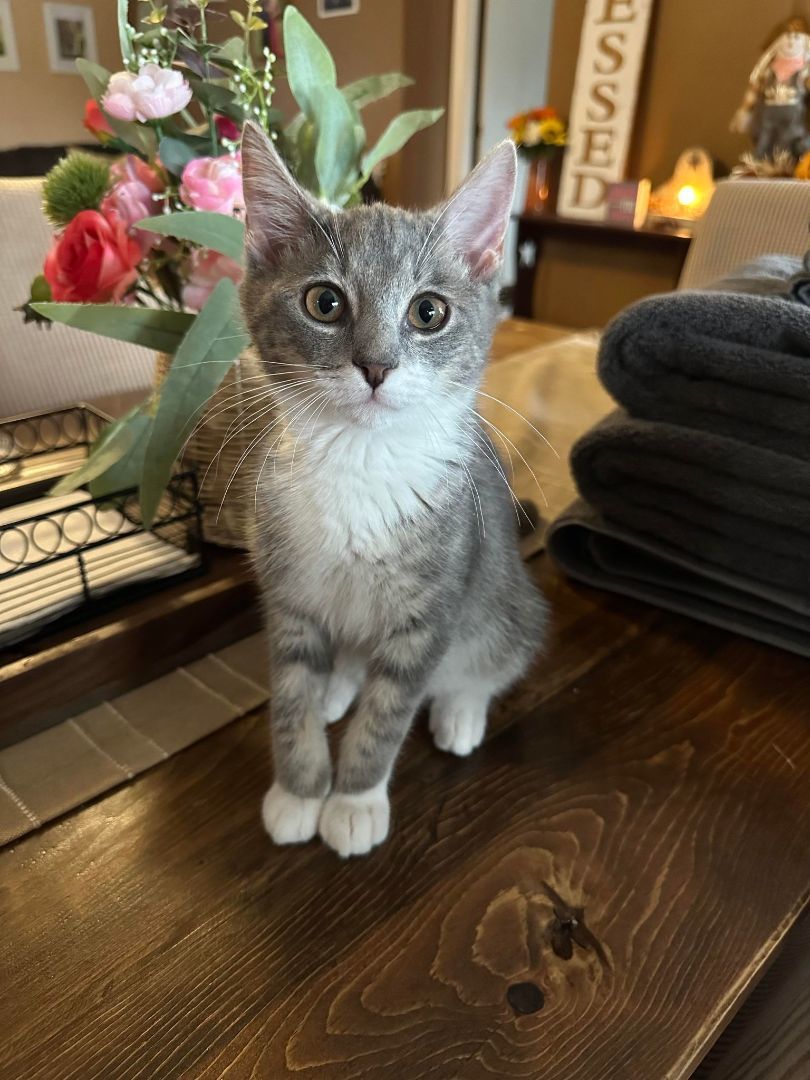 Enlarge Skippy, a Adopted American Shorthair in Johnstown, NY image 2/12