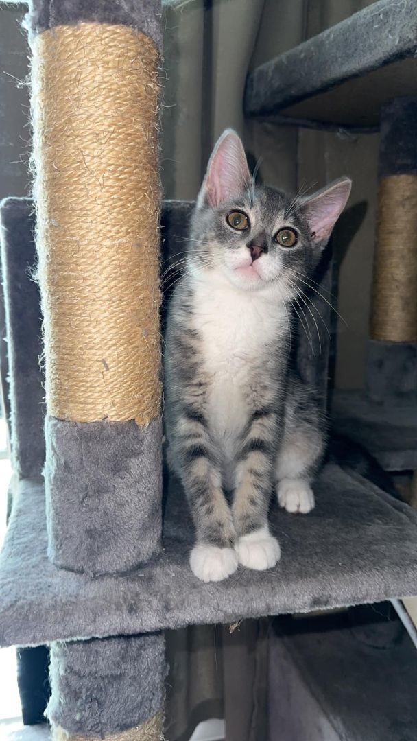 Enlarge Skippy, a Adopted American Shorthair in Johnstown, NY image 3/12