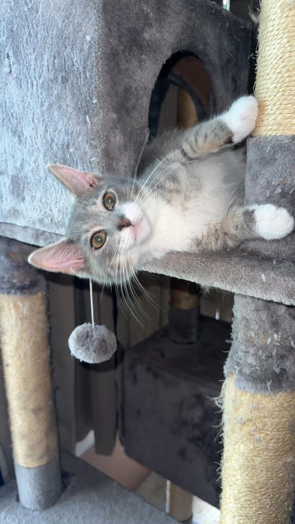 Enlarge Skippy, a Adopted American Shorthair in Johnstown, NY image 4/12