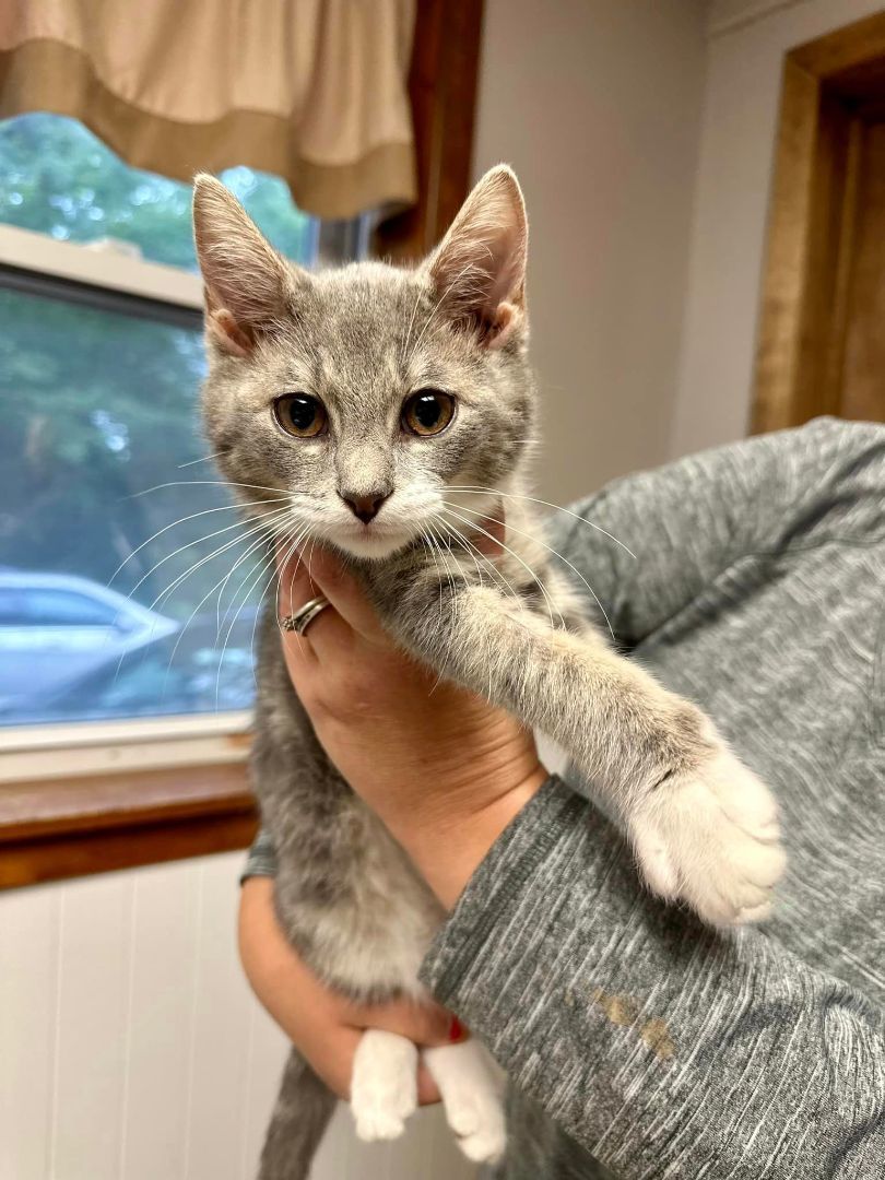 Enlarge Skippy, a Adopted American Shorthair in Johnstown, NY image 5/12