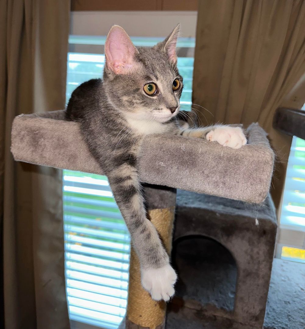 Enlarge Skippy, a Adopted American Shorthair in Johnstown, NY image 6/12