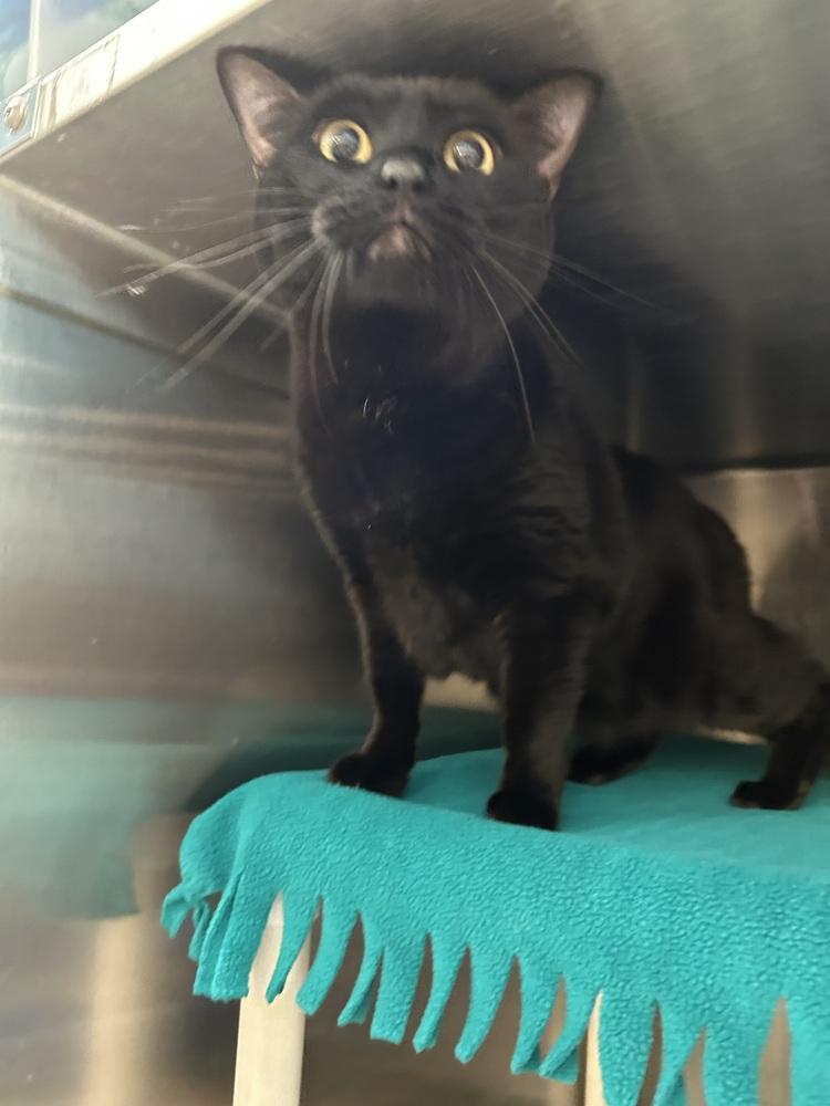 Goose, a Adoptable Domestic Short Hair in Anoka, MN image 1/2