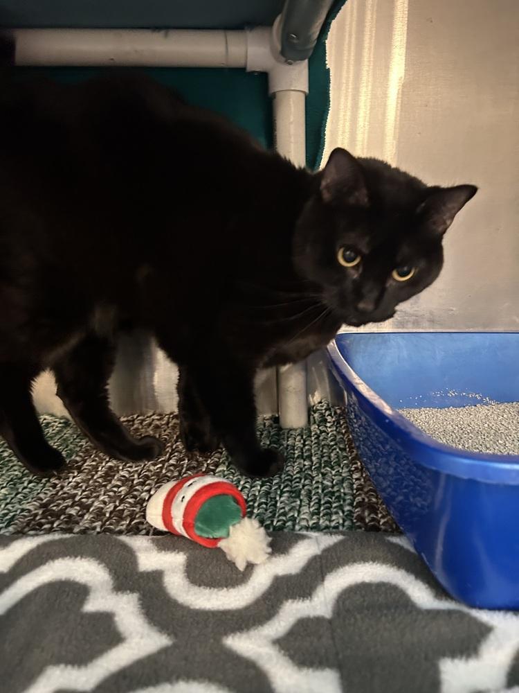 Goose, a Adoptable Domestic Short Hair in Anoka, MN image 2/2