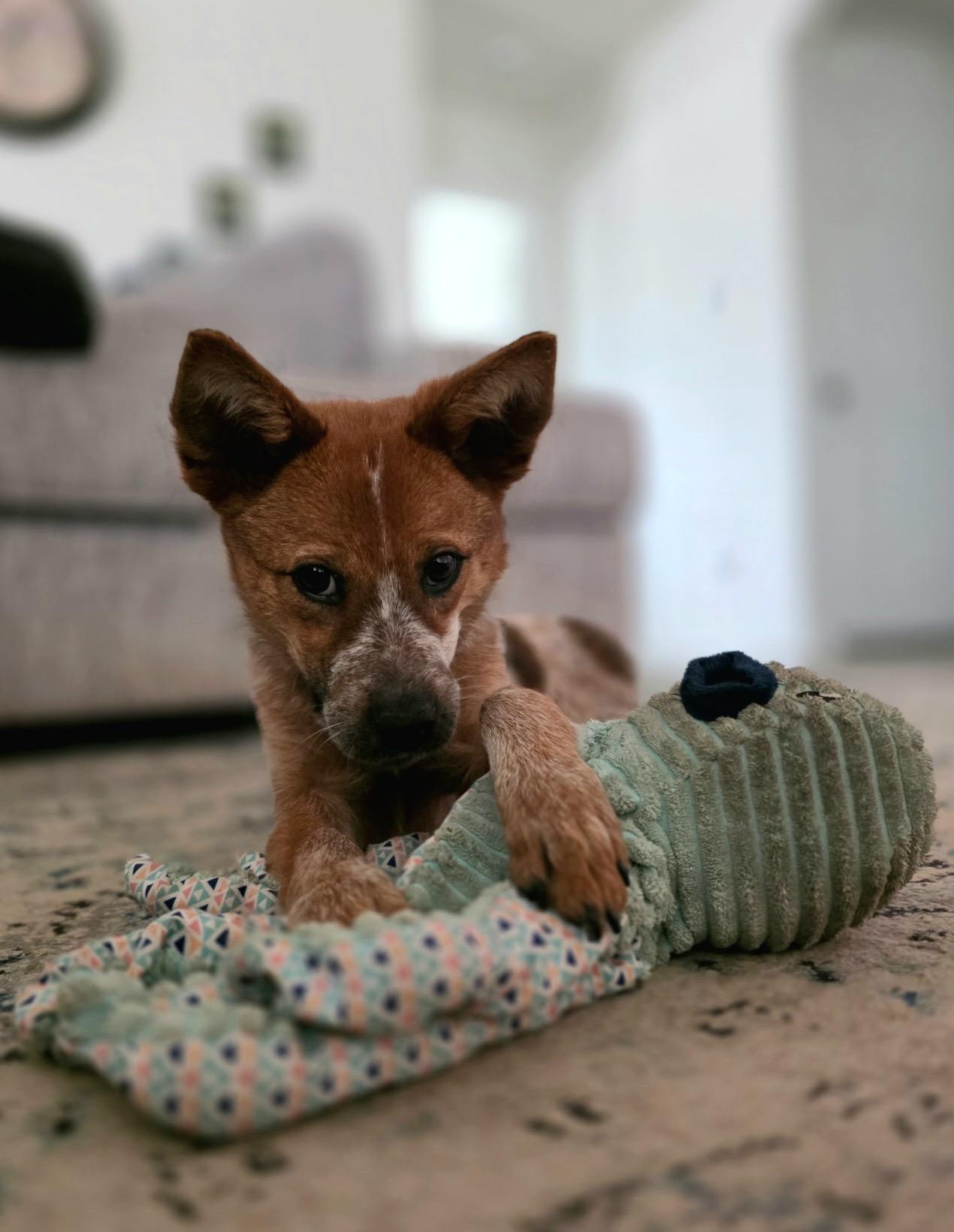 Enlarge Tira, a Adoptable Australian Cattle Dog / Blue Heeler in Selma, TX image 4/6