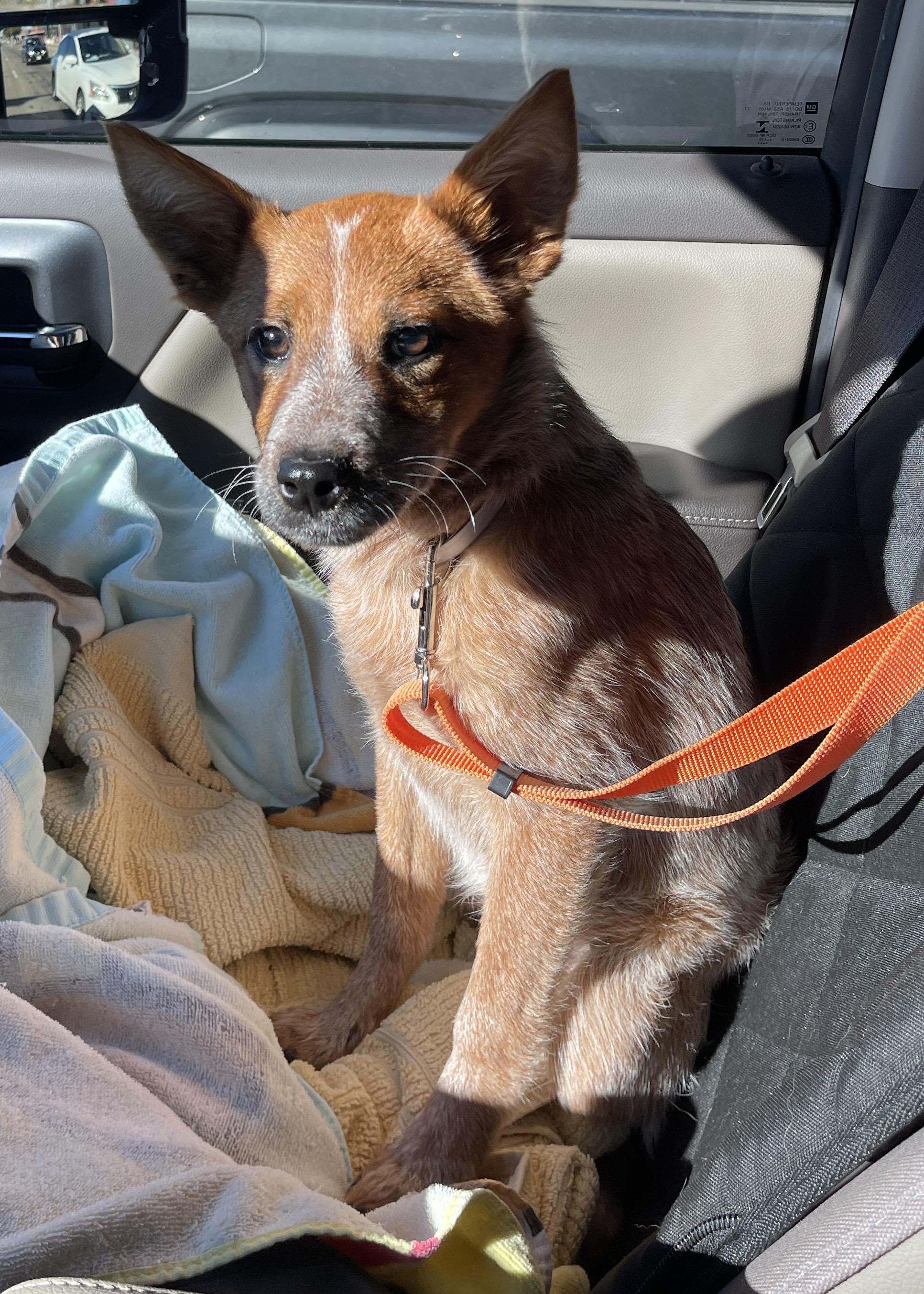 Enlarge Tira, a Adoptable Australian Cattle Dog / Blue Heeler in Selma, TX image 2/4