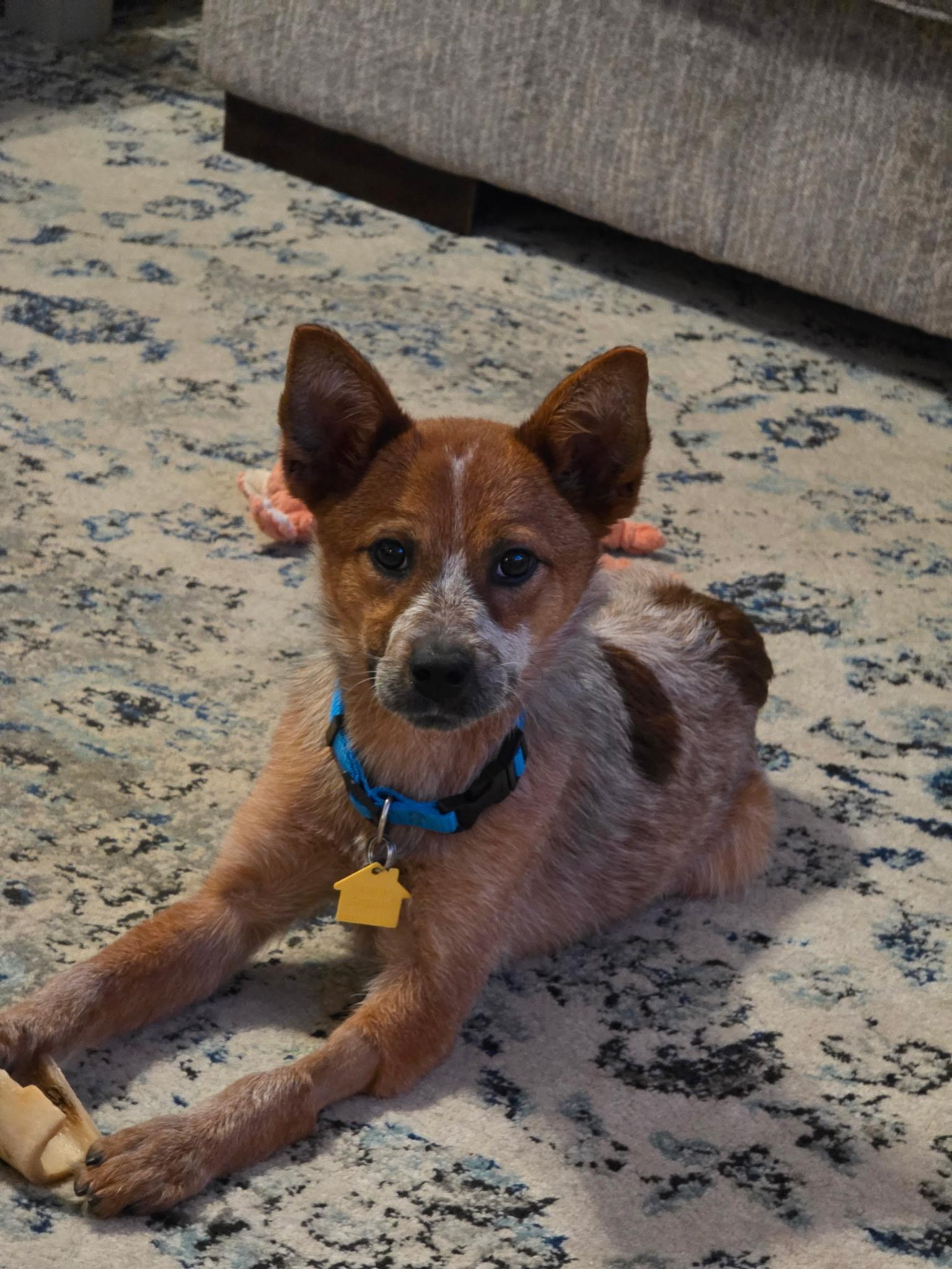 Enlarge Tira, a Adoptable Australian Cattle Dog / Blue Heeler in Selma, TX image 1/4