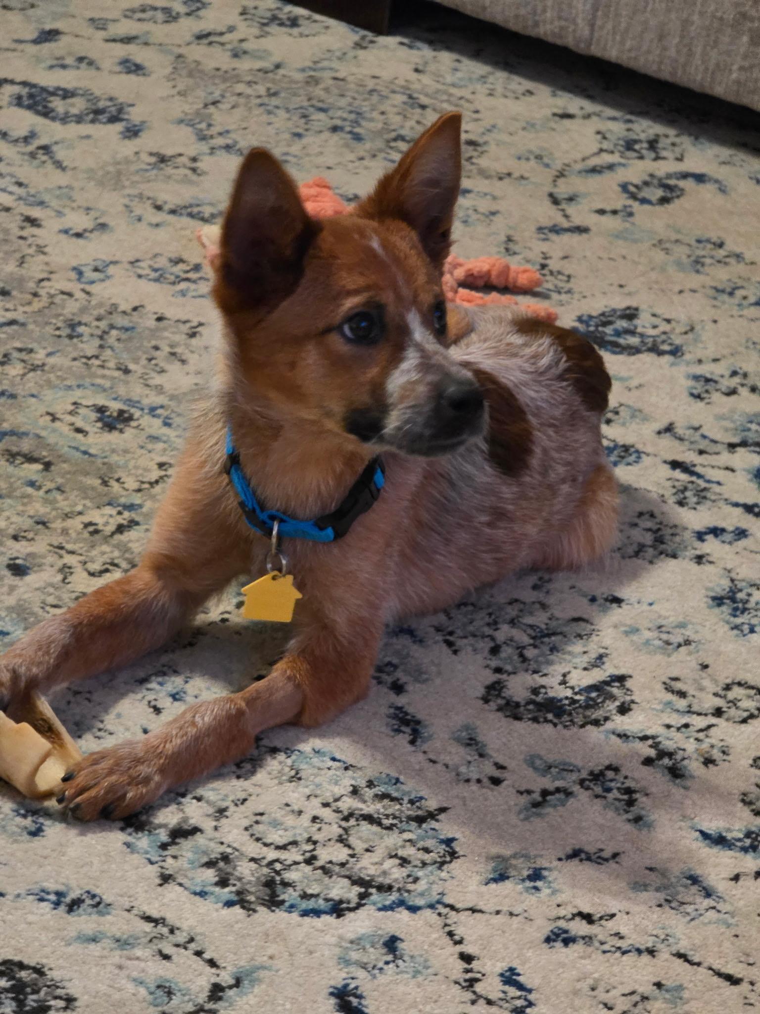 Enlarge Tira, a Adoptable Australian Cattle Dog / Blue Heeler in Selma, TX image 4/4