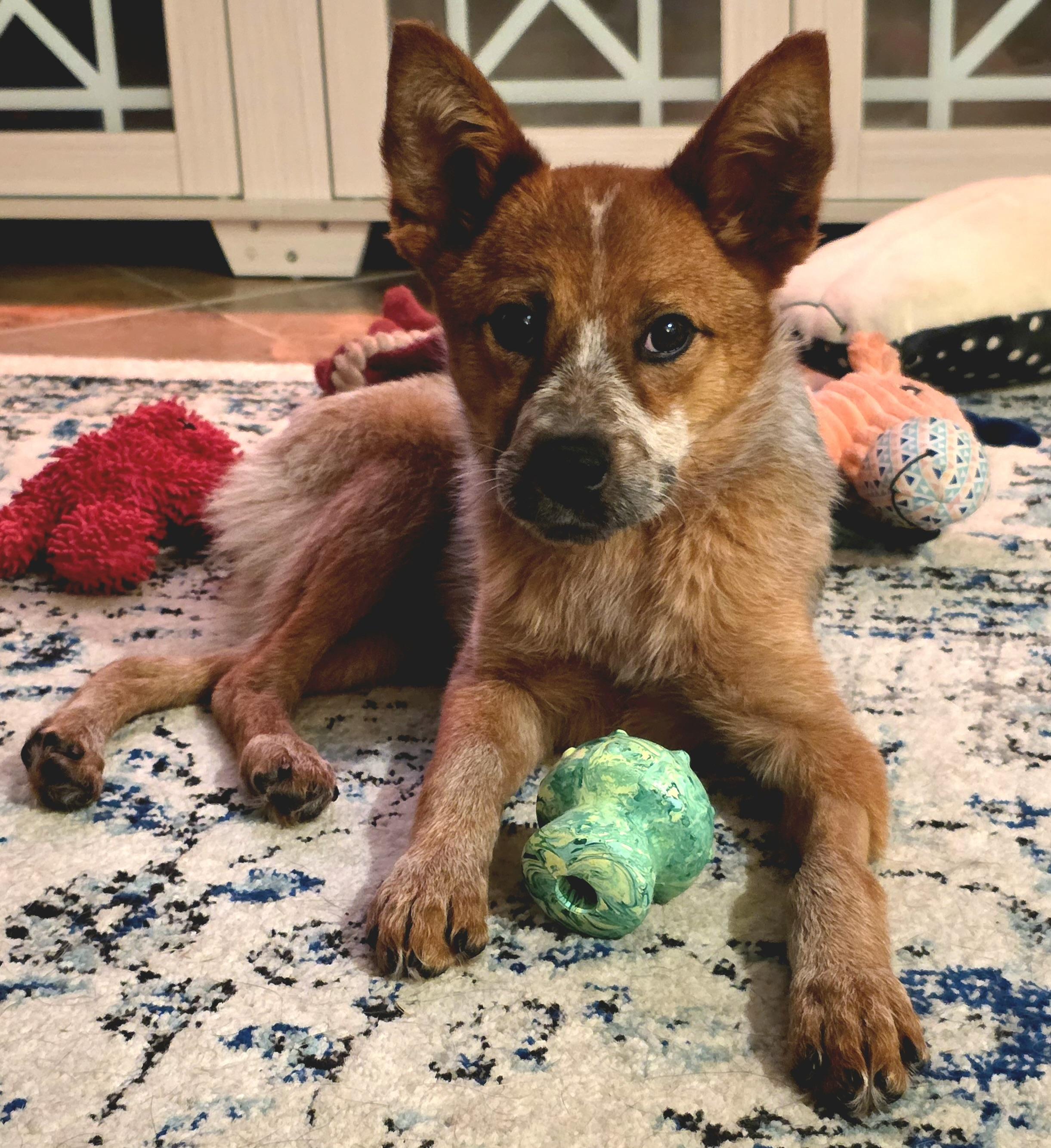 Tira, Adoptable, Puppy Female Australian Cattle Dog / Blue Heeler.