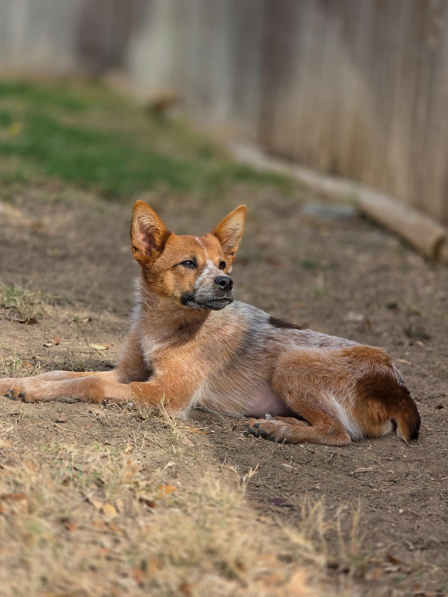 Enlarge Tira, a Adoptable Australian Cattle Dog / Blue Heeler in Selma, TX image 6/6