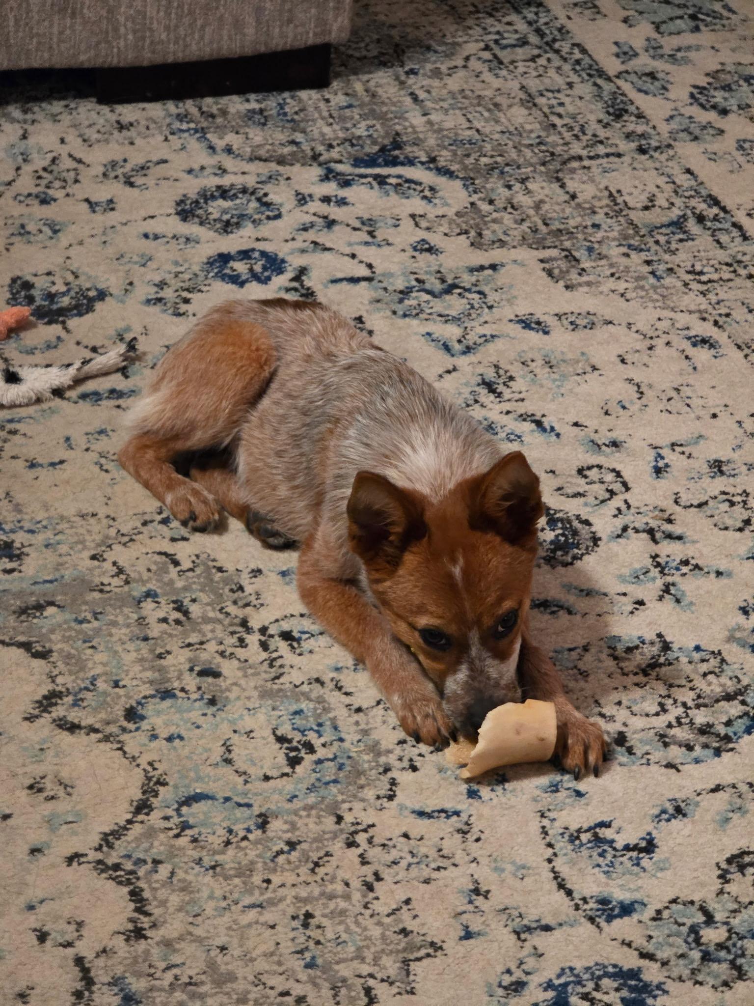 Enlarge Tira, a Adoptable Australian Cattle Dog / Blue Heeler in Selma, TX image 3/4