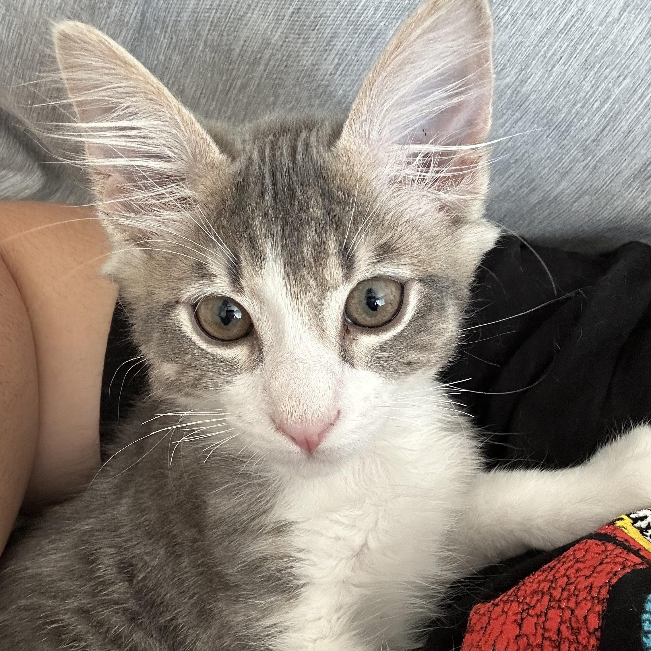 Motoki, a Adoptable Tabby in Tracy, CA image 1/6