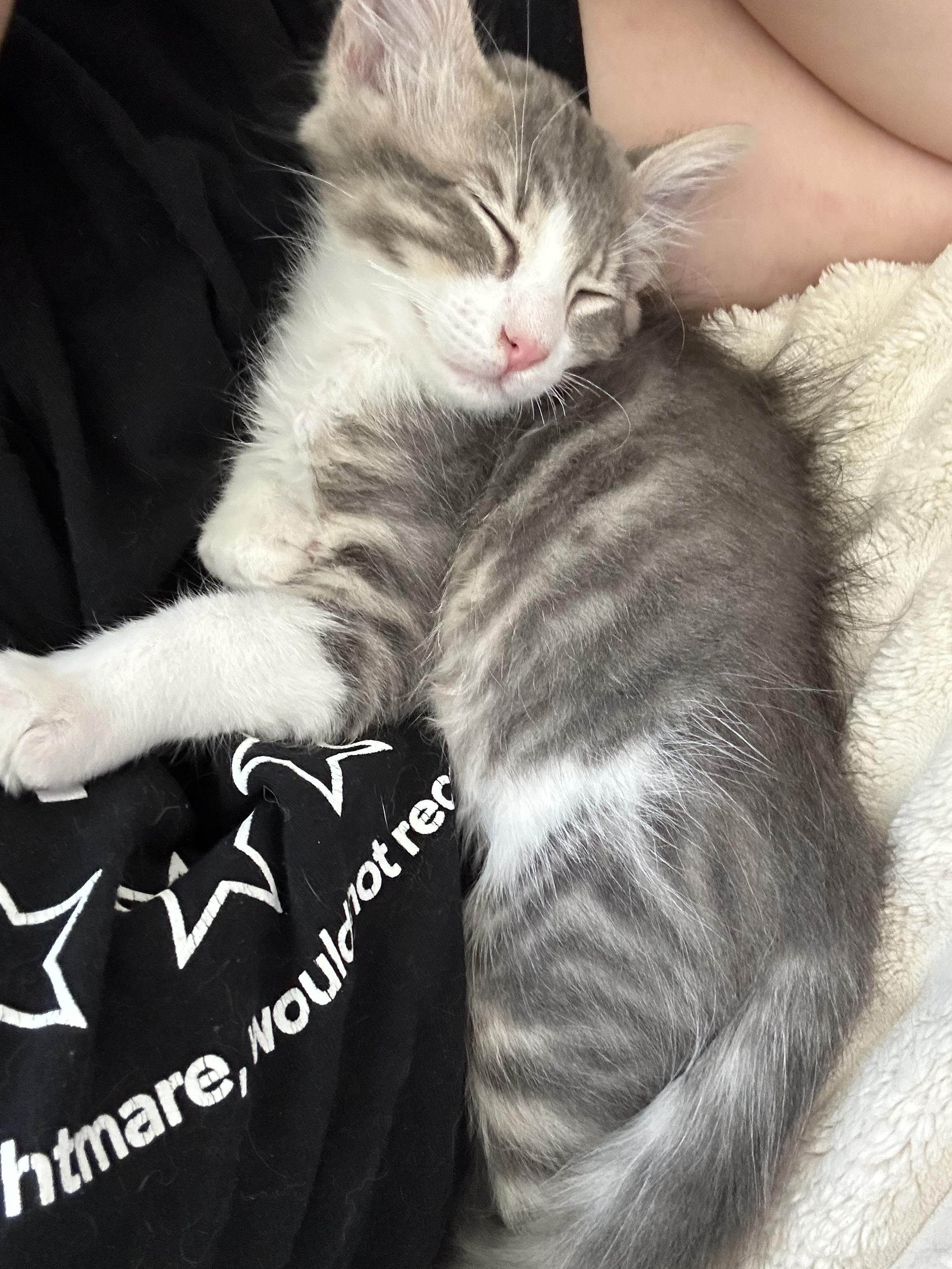 Motoki, a Adoptable Tabby in Tracy, CA image 2/6