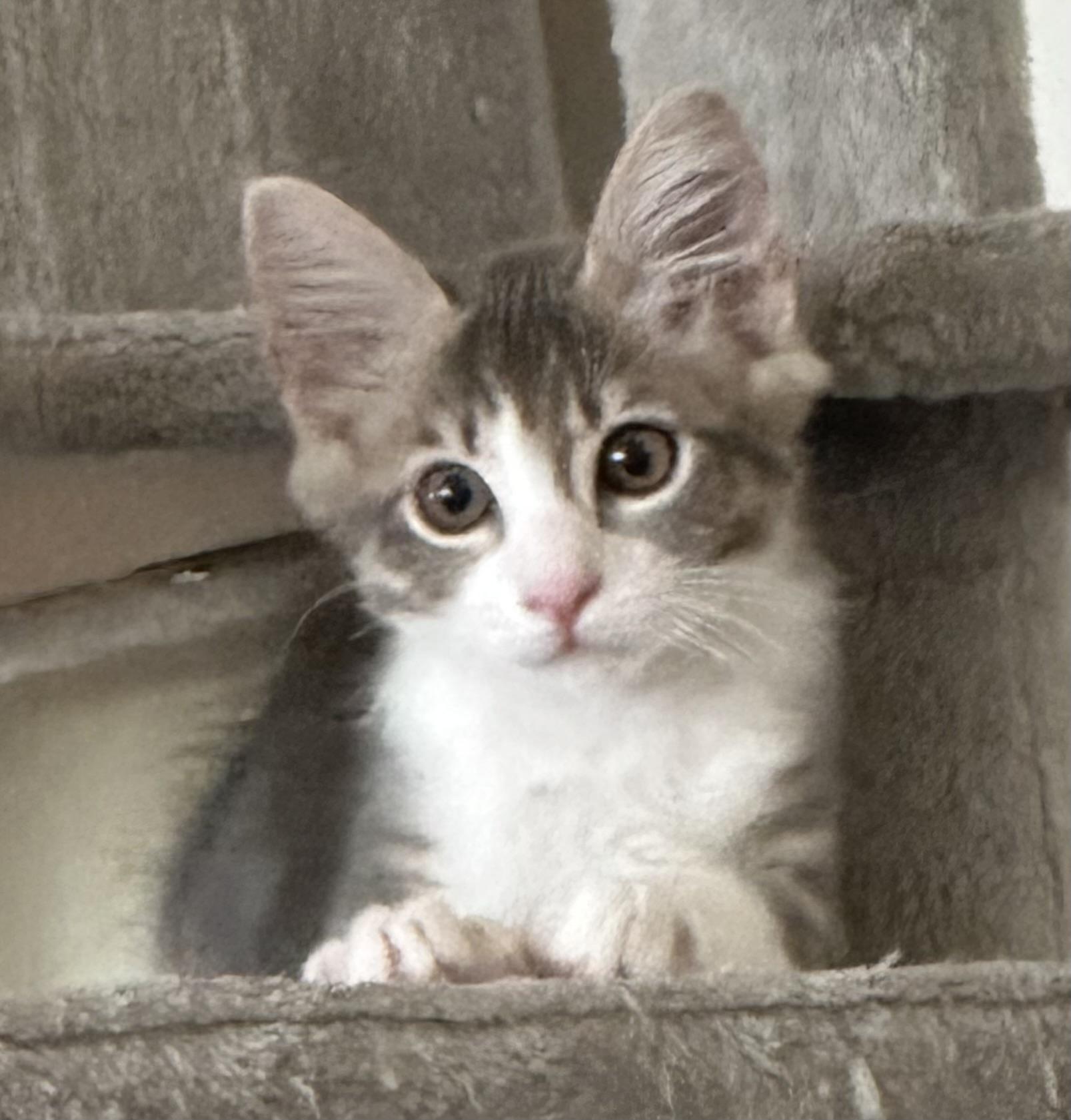 Motoki, a Adoptable Tabby in Tracy, CA image 3/6