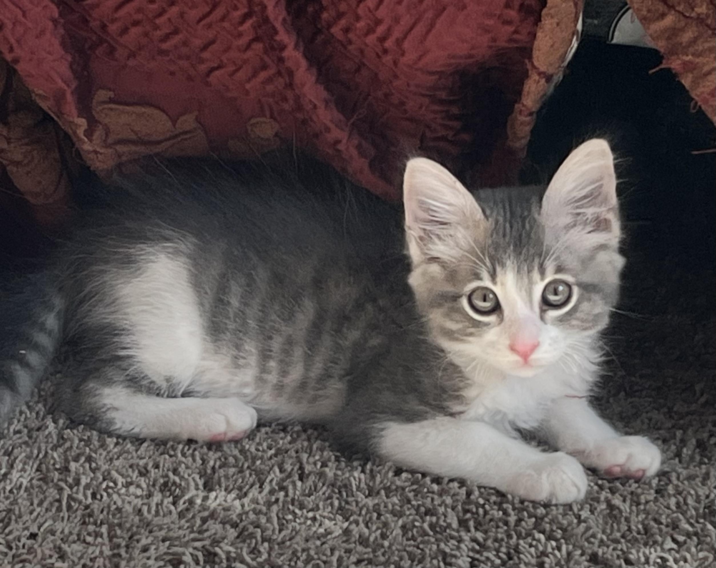 Motoki, a Adoptable Tabby in Tracy, CA image 4/6