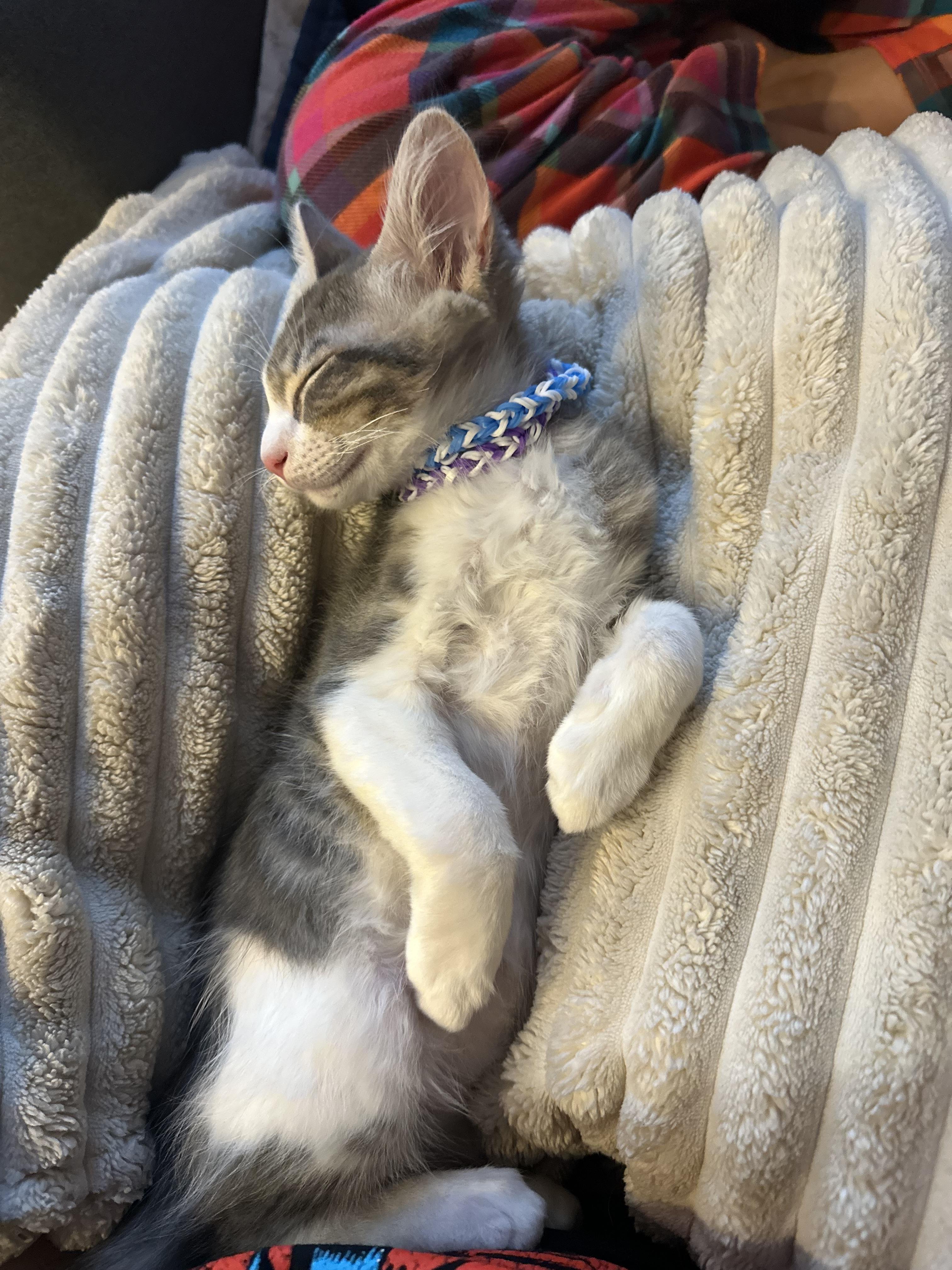 Motoki, a Adoptable Tabby in Tracy, CA image 5/6