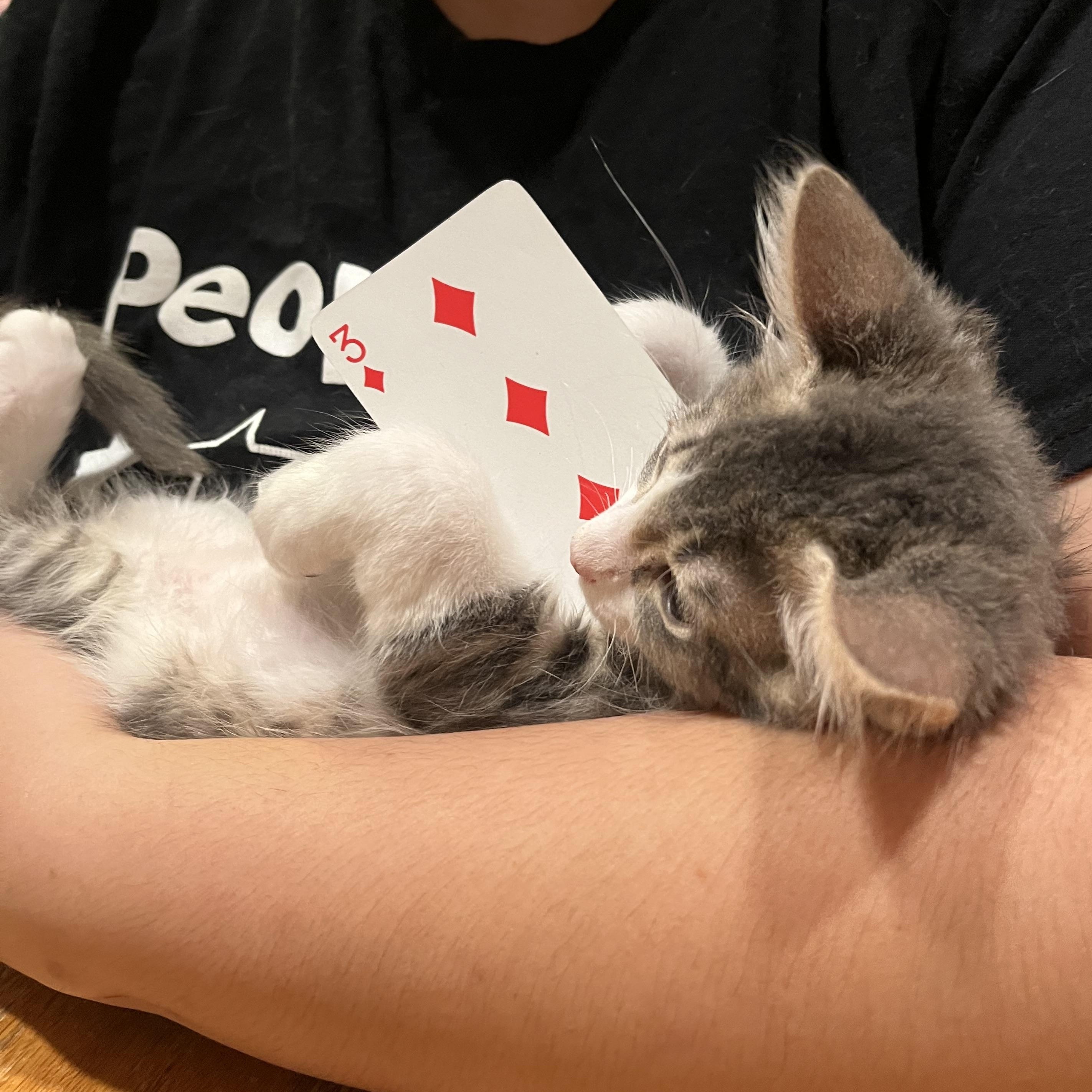 Motoki, a Adoptable Tabby in Tracy, CA image 6/6