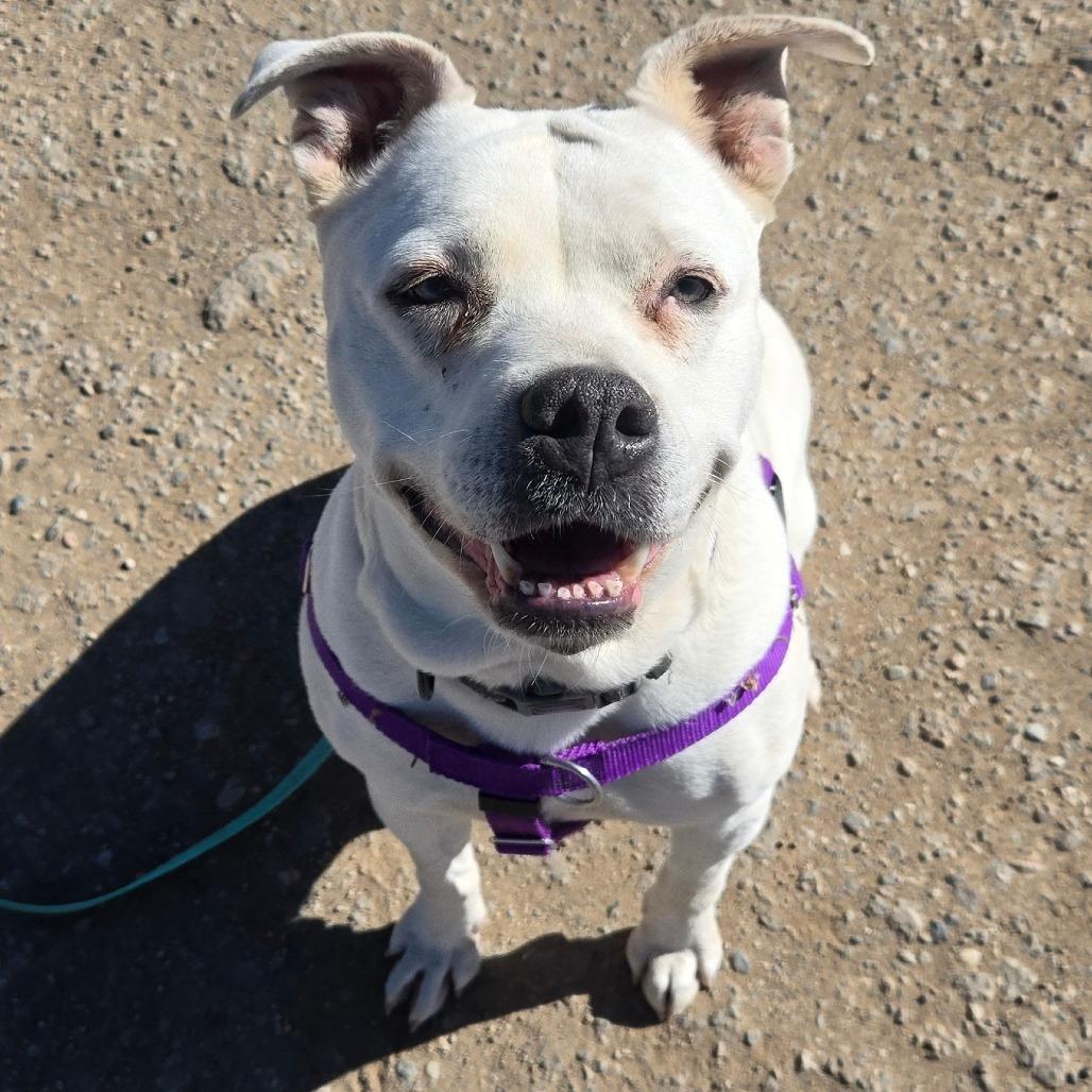 Enlarge Pickles, a Adoptable mixed breed in Taos, NM image 1/6