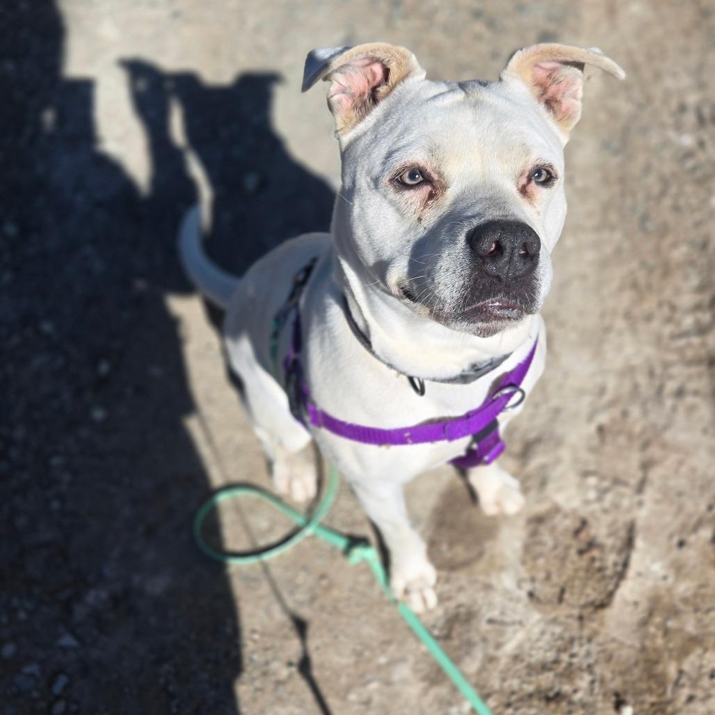 Enlarge Pickles, a Adoptable mixed breed in Taos, NM image 2/6