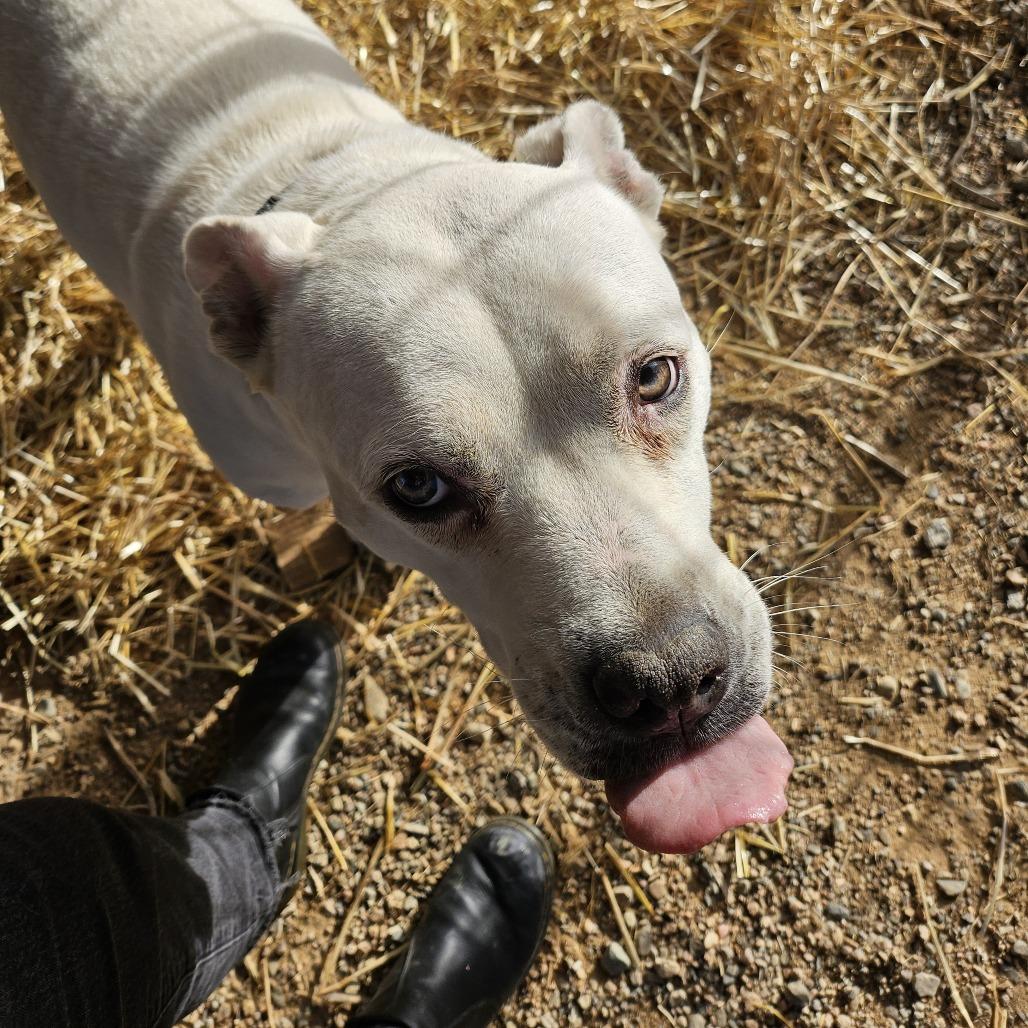 Enlarge Pickles, a Adoptable mixed breed in Taos, NM image 1/4