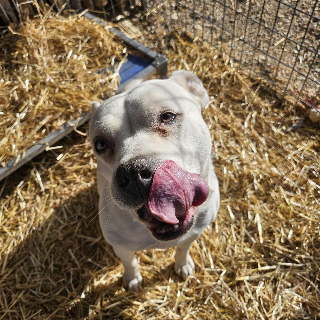 Enlarge Pickles, a Adoptable mixed breed in Taos, NM image 2/4
