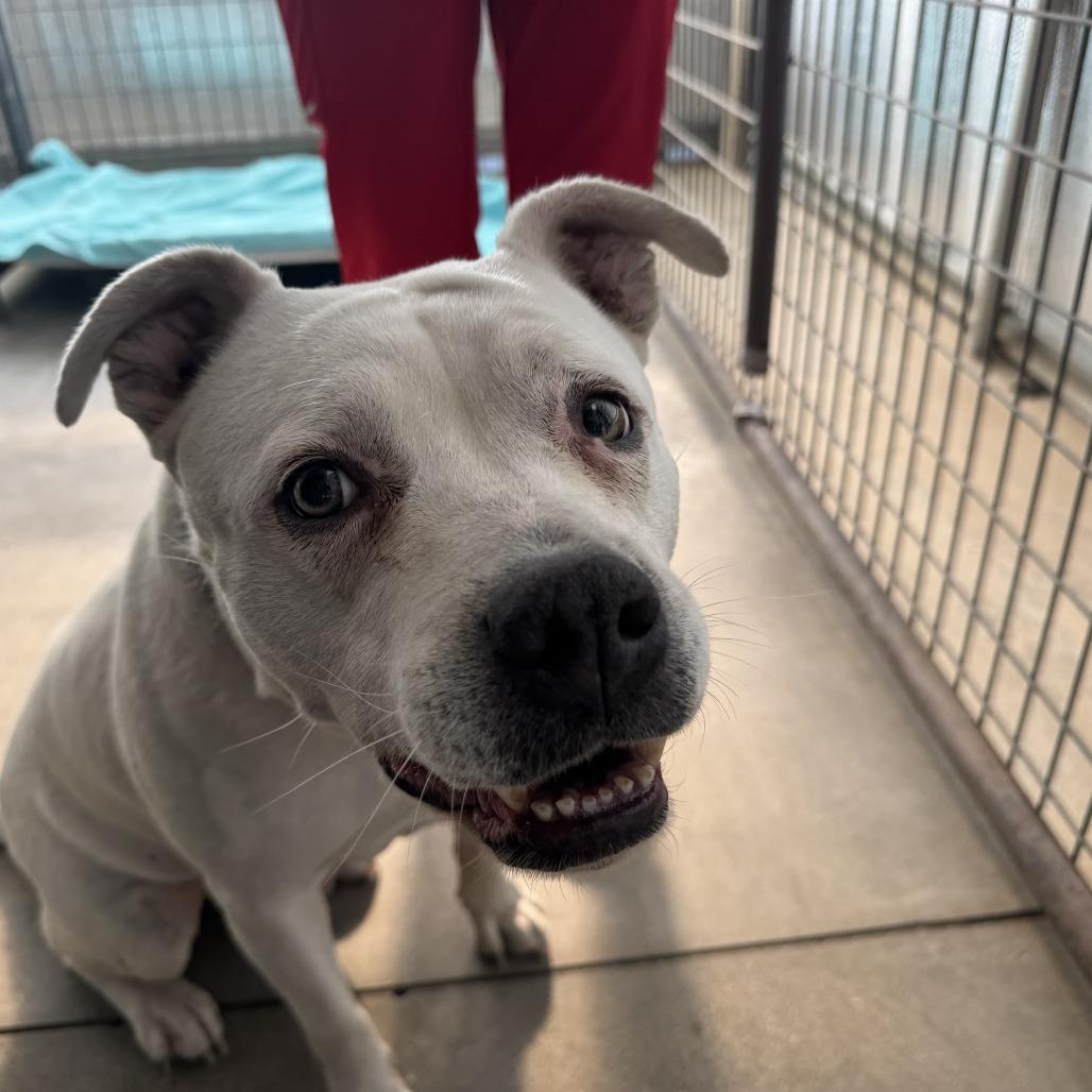 Enlarge Pickles, a Adoptable mixed breed in Taos, NM image 3/4