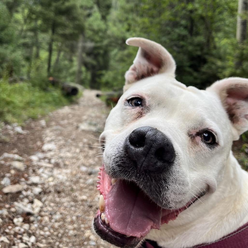 Enlarge Pickles, a Adoptable mixed breed in Taos, NM image 4/6