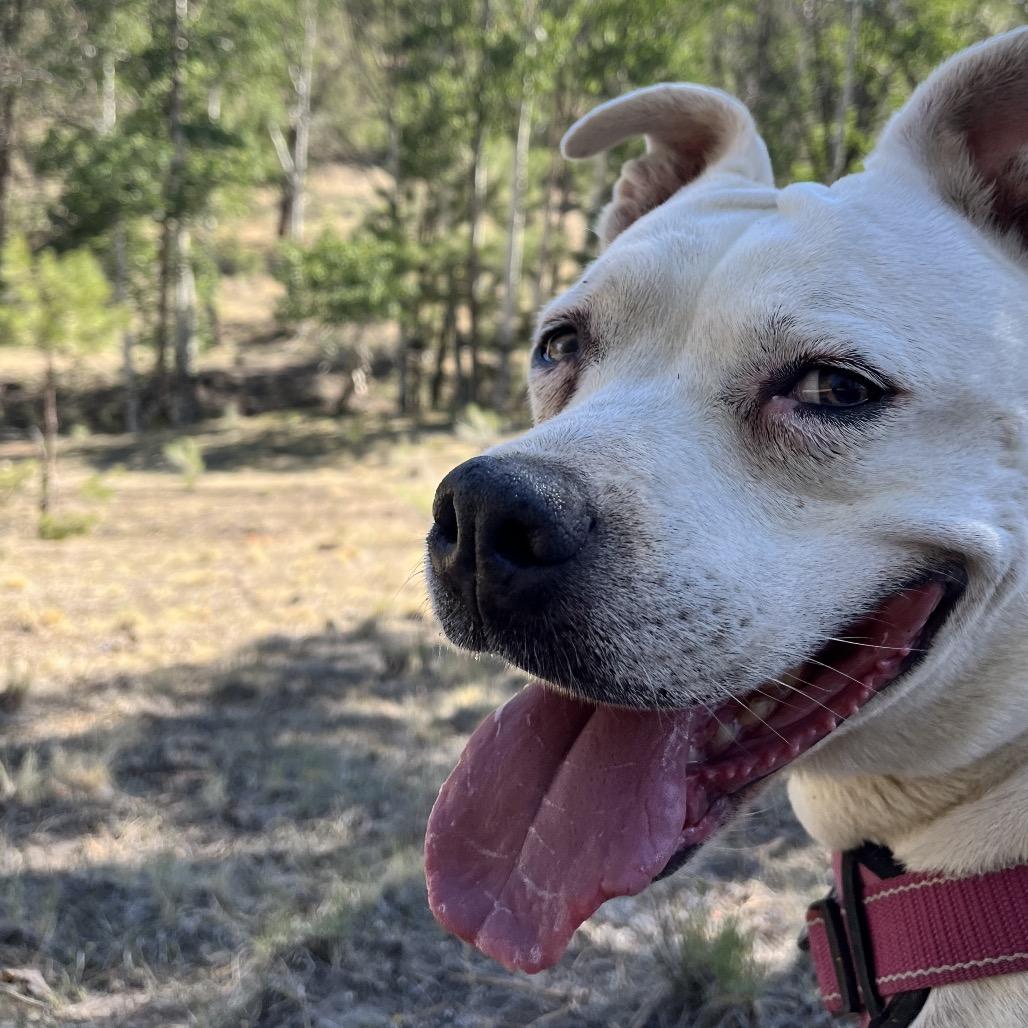 Enlarge Pickles, a Adoptable mixed breed in Taos, NM image 5/6