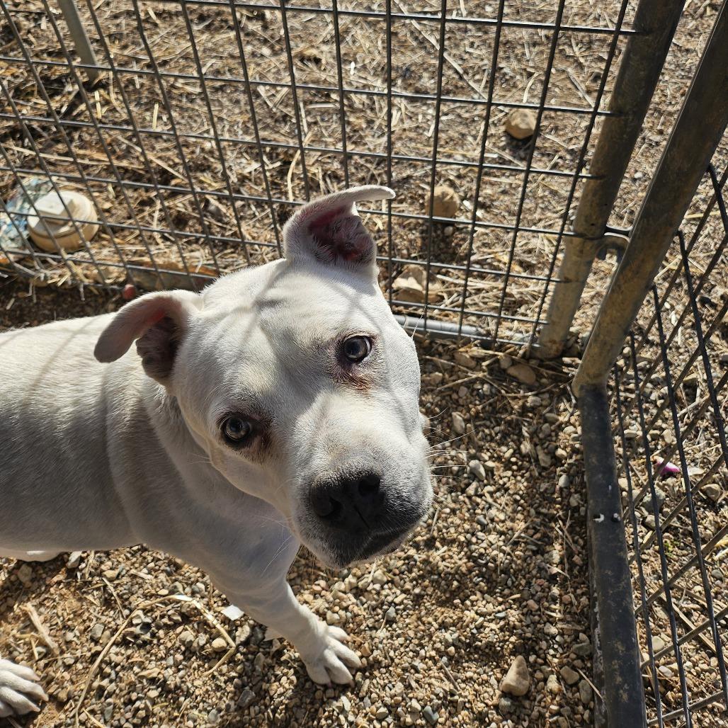 Pickles — thumbnail 6