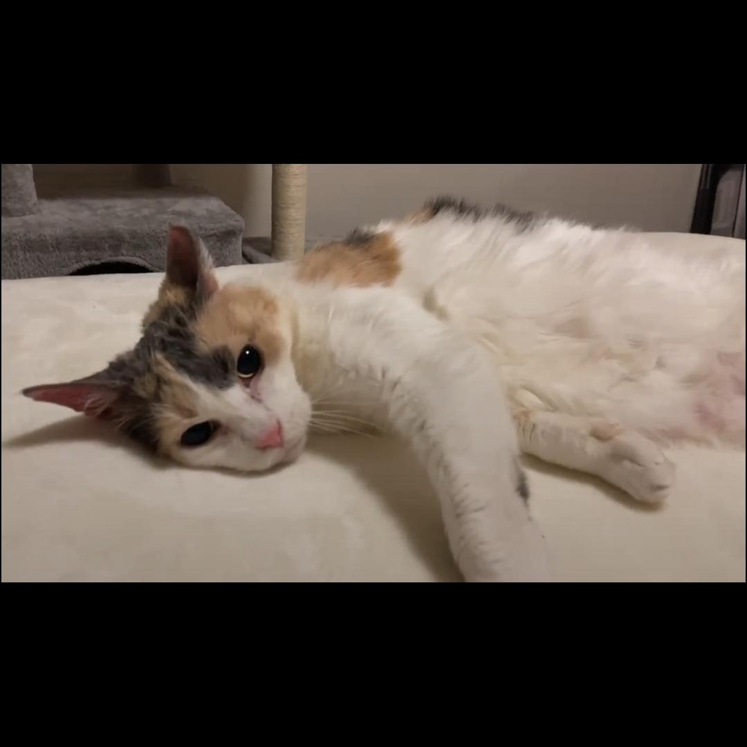 Margie, a Adoptable mixed breed in Royal Oak, MI image 4/6