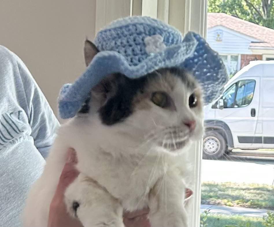 Margie, Adoptable, Senior Female Manx & Domestic Short Hair.