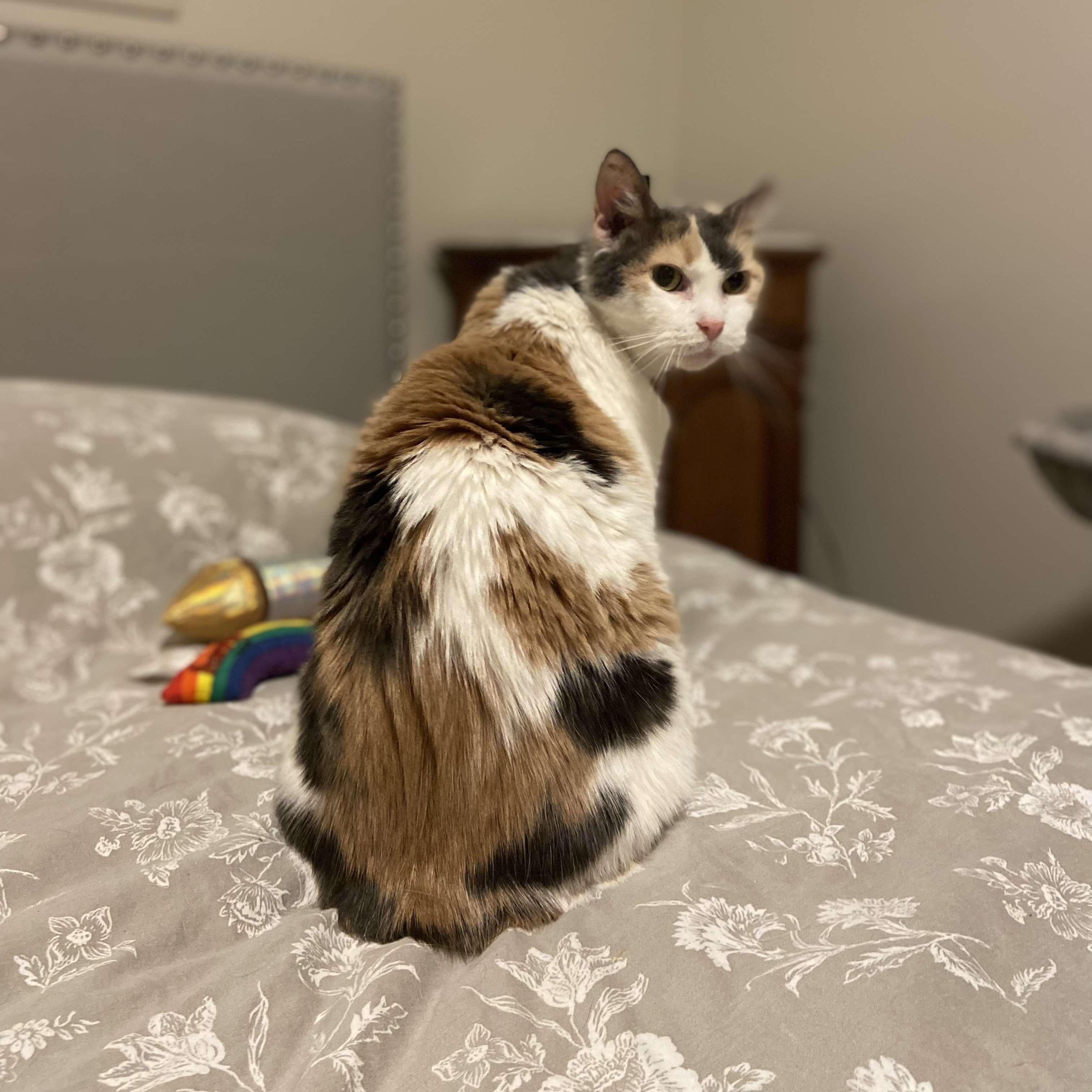 Margie, a Adoptable mixed breed in Royal Oak, MI image 3/6