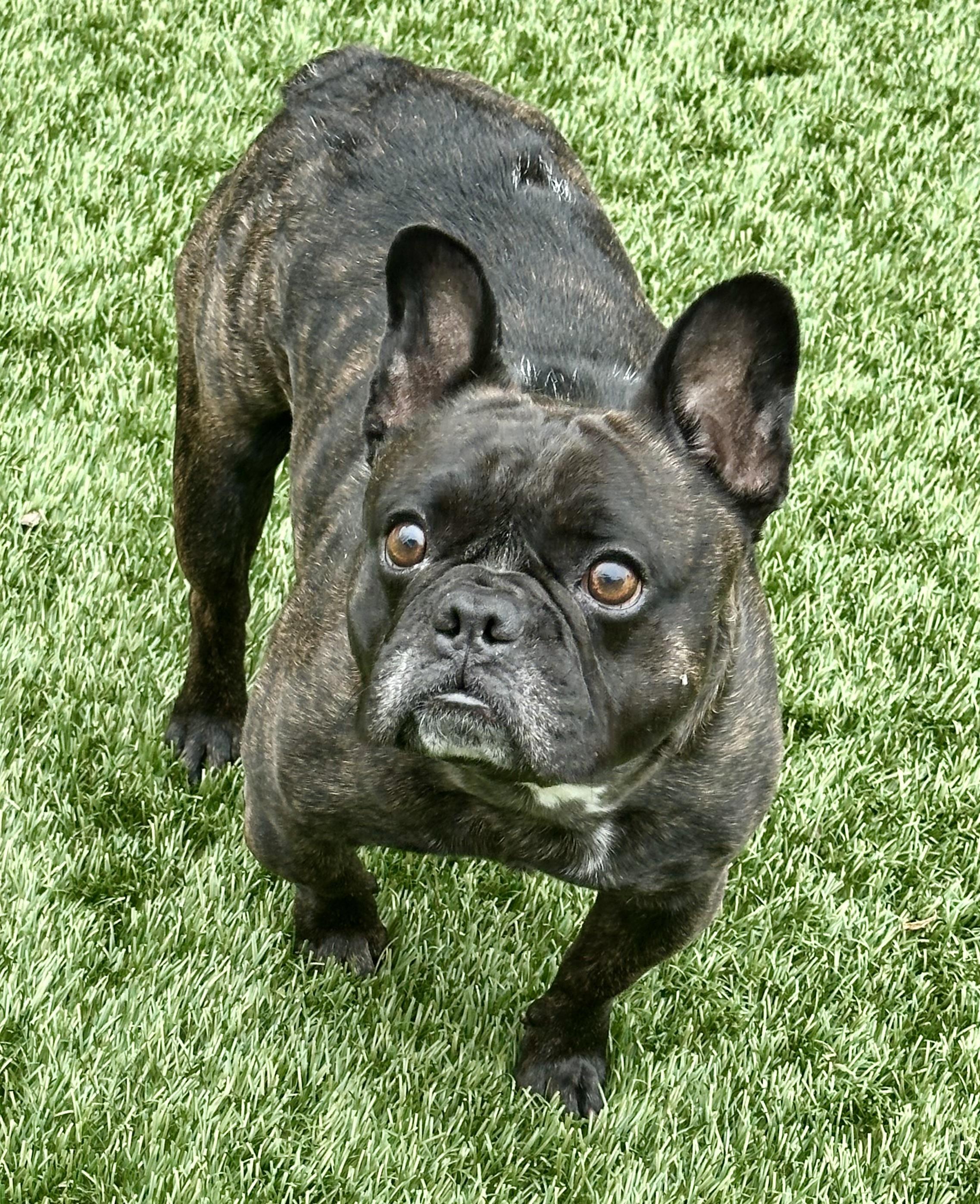 Atlas photo 3