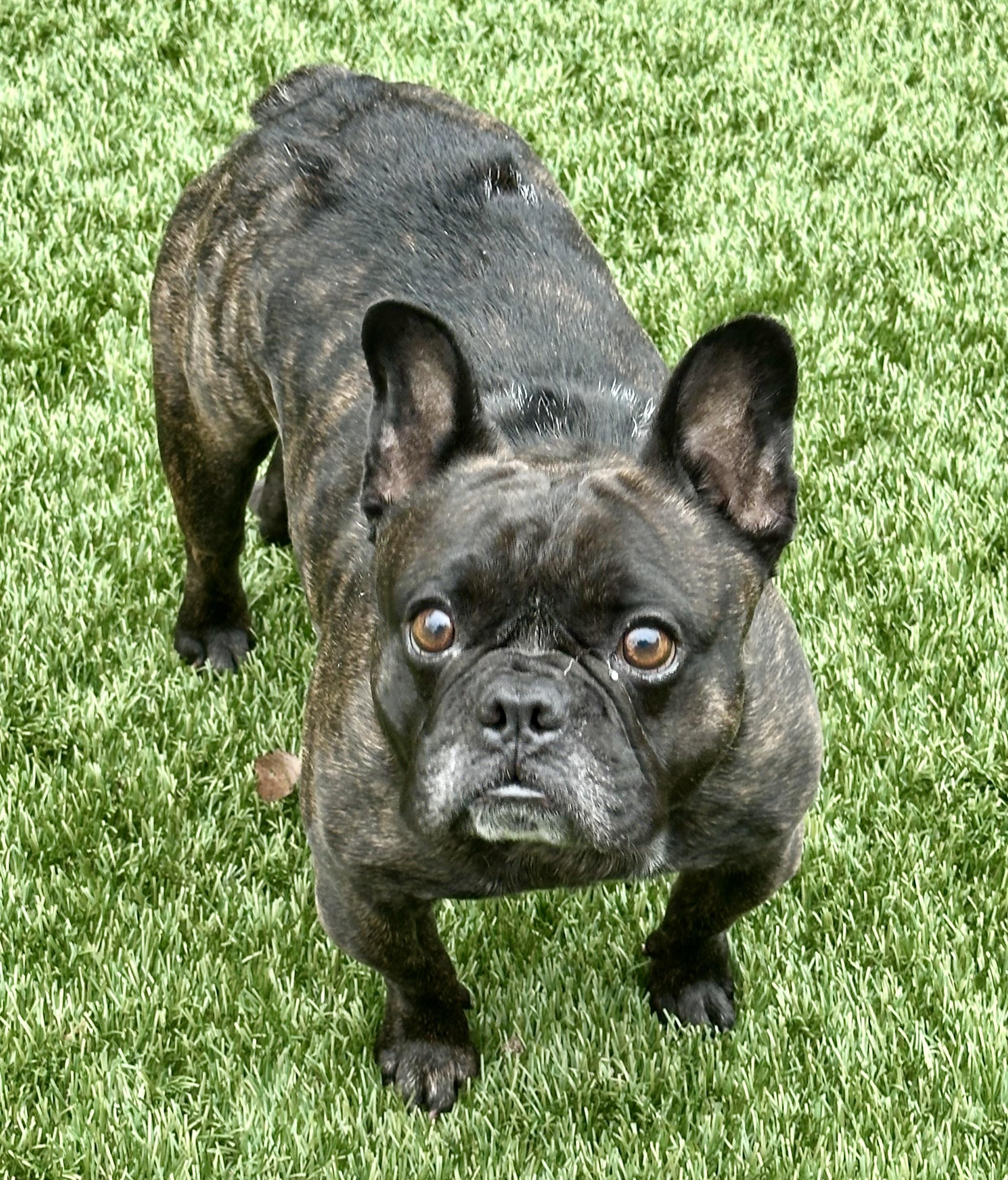 Atlas, Adult Male French Bulldog