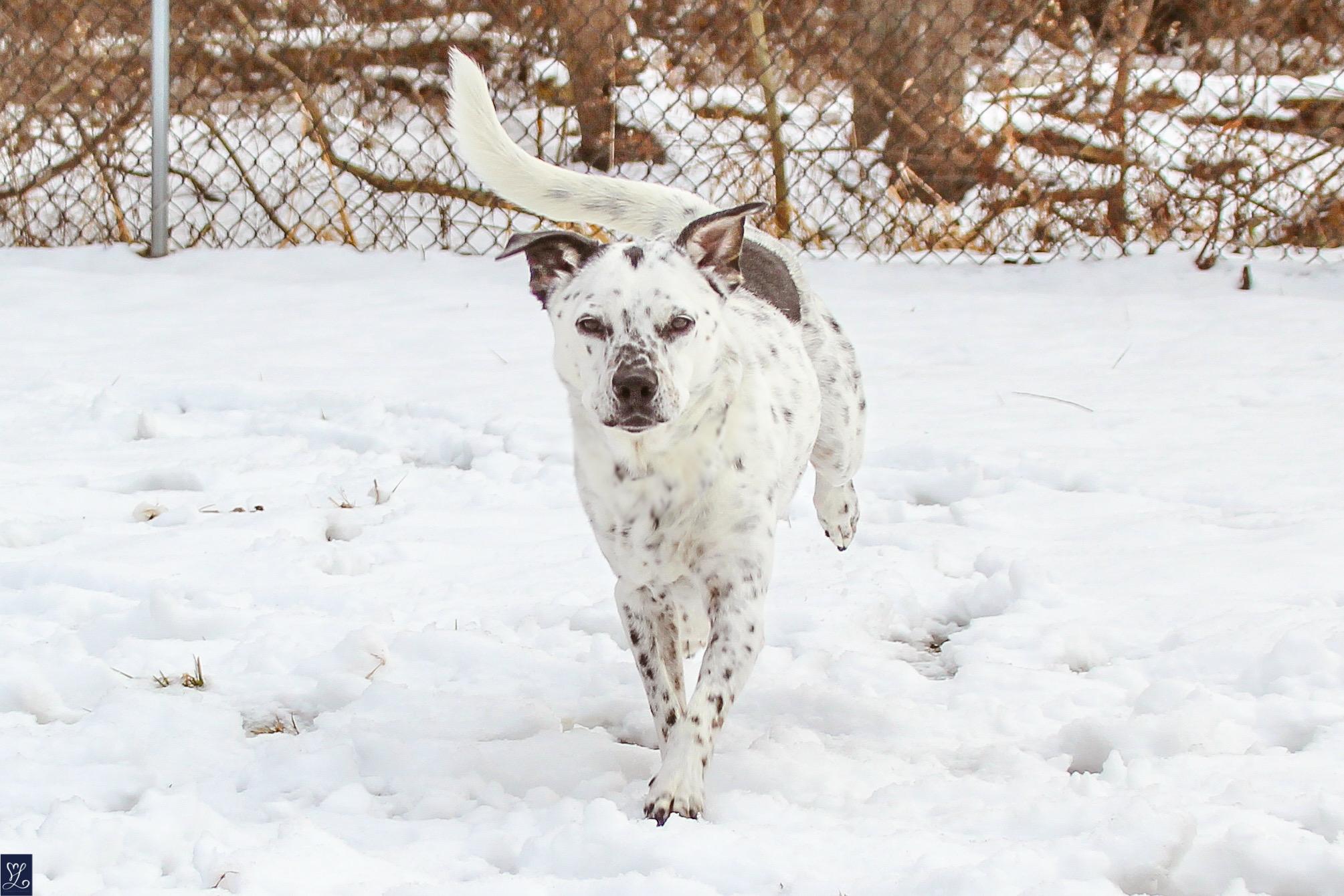 Enlarge SPOTTY, a Adopted mixed breed in Rochester, NY image 2/6