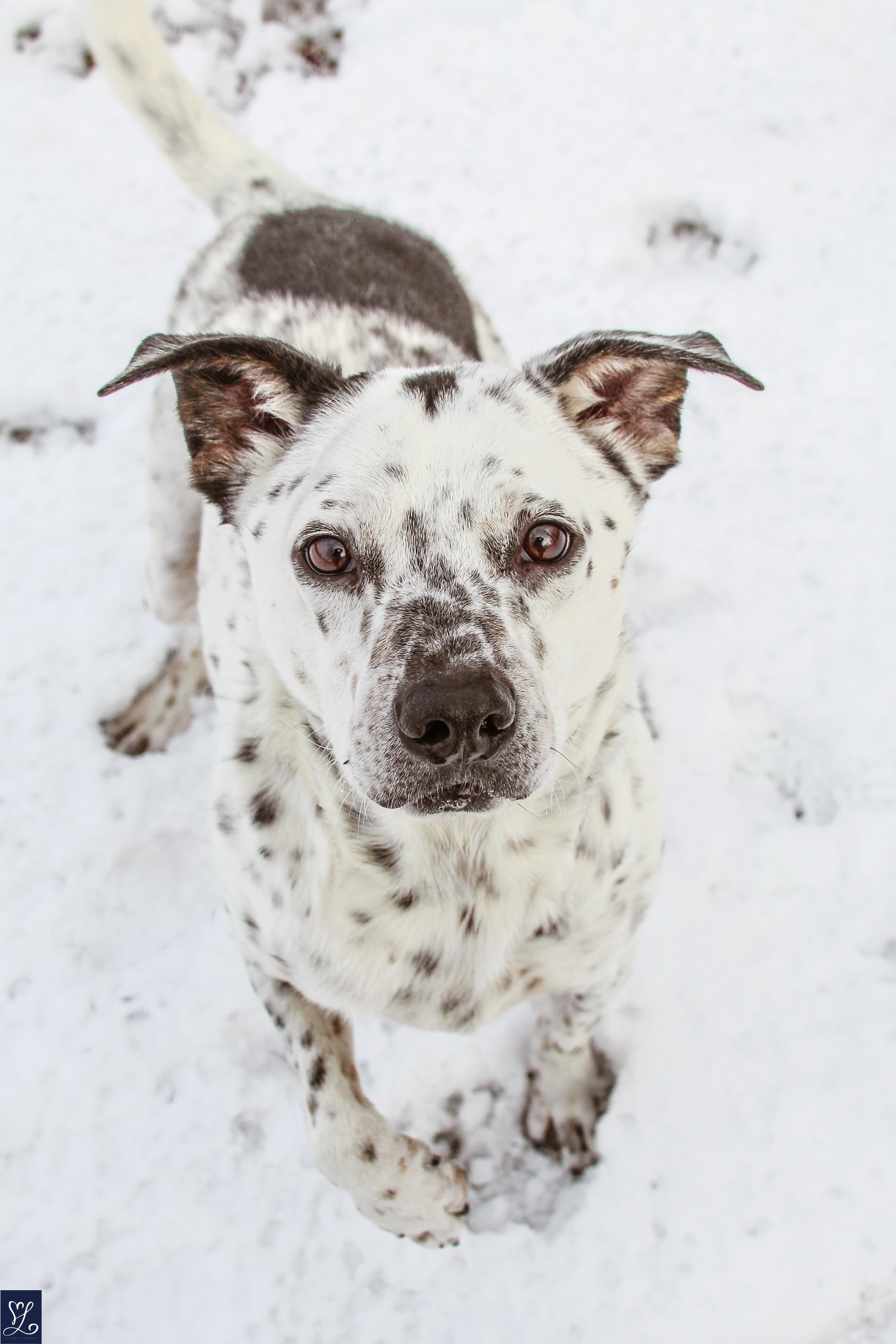 Enlarge SPOTTY, a Adopted mixed breed in Rochester, NY image 3/6