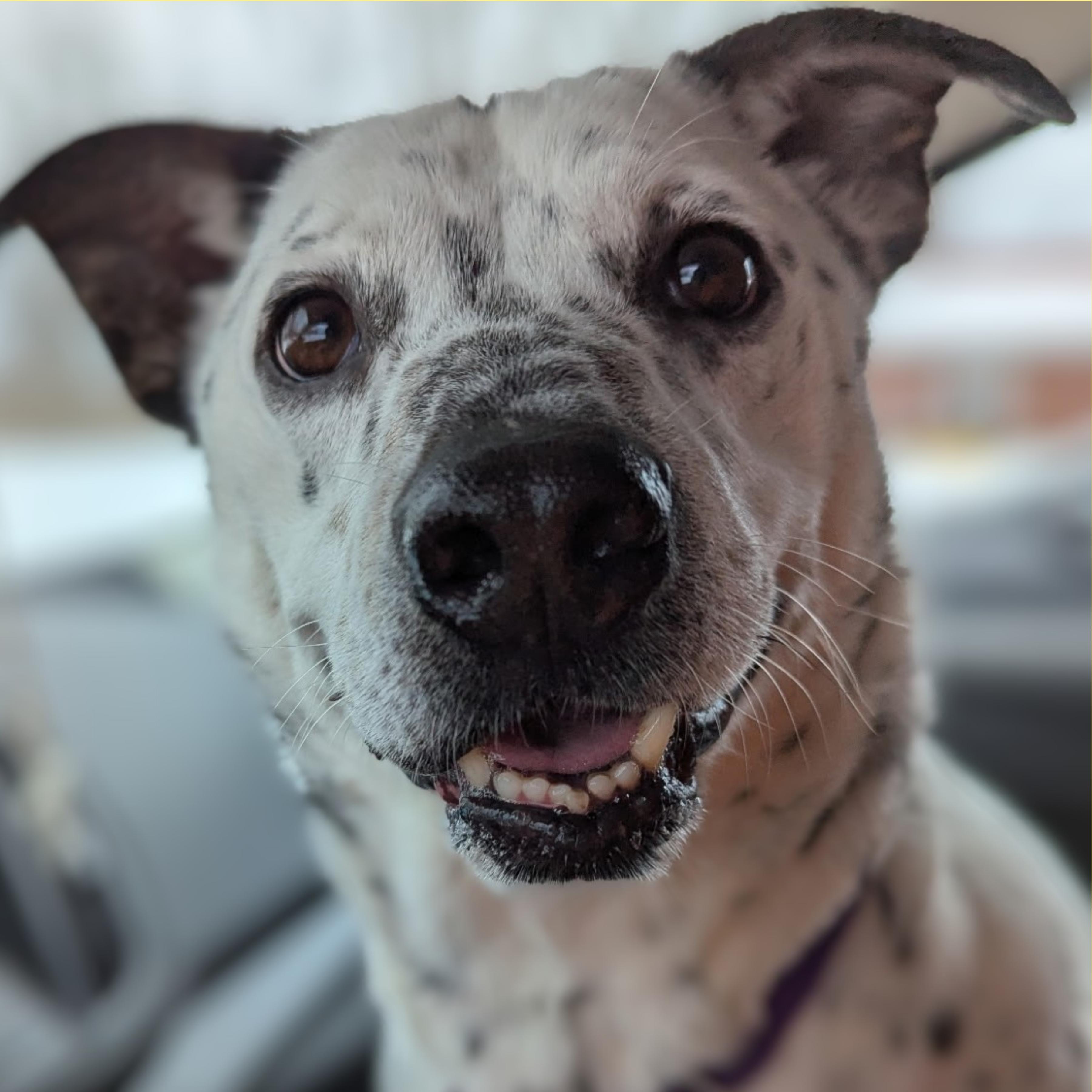 SPOTTY, Adopted, Adult Male Australian Cattle Dog / Blue Heeler & Cattle Dog.
