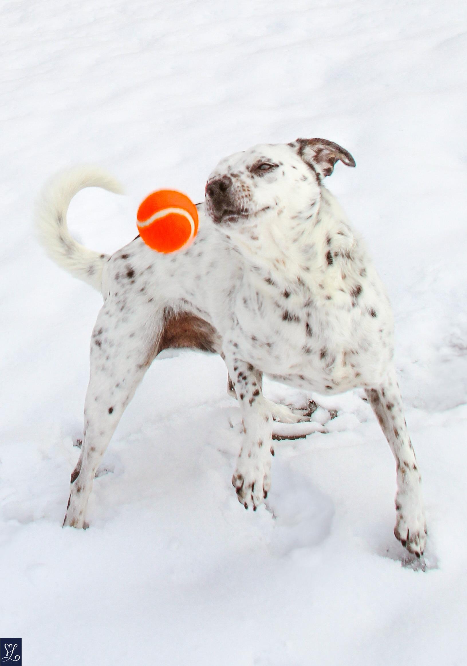 Enlarge SPOTTY, a Adopted mixed breed in Rochester, NY image 4/6