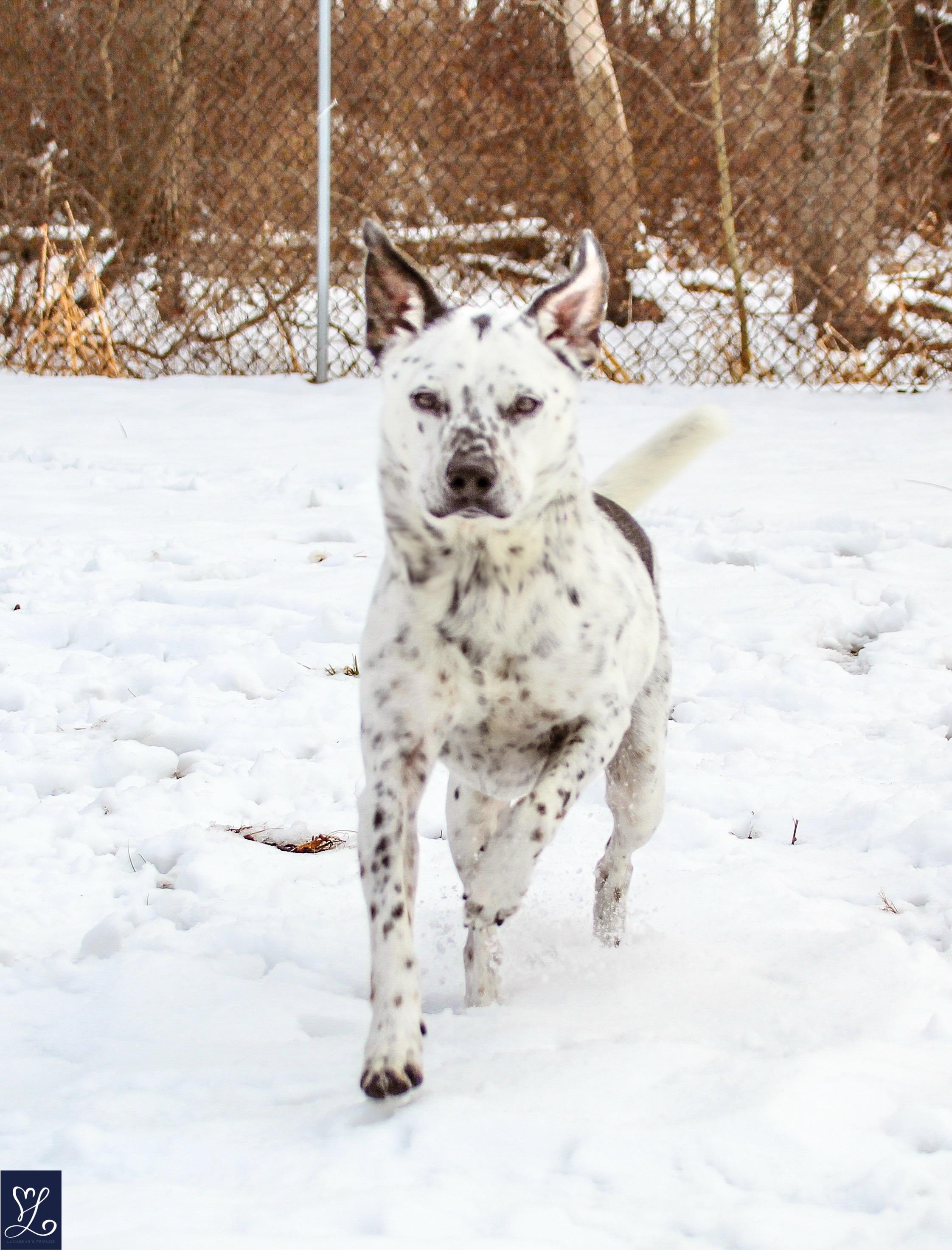Enlarge SPOTTY, a Adopted mixed breed in Rochester, NY image 5/6
