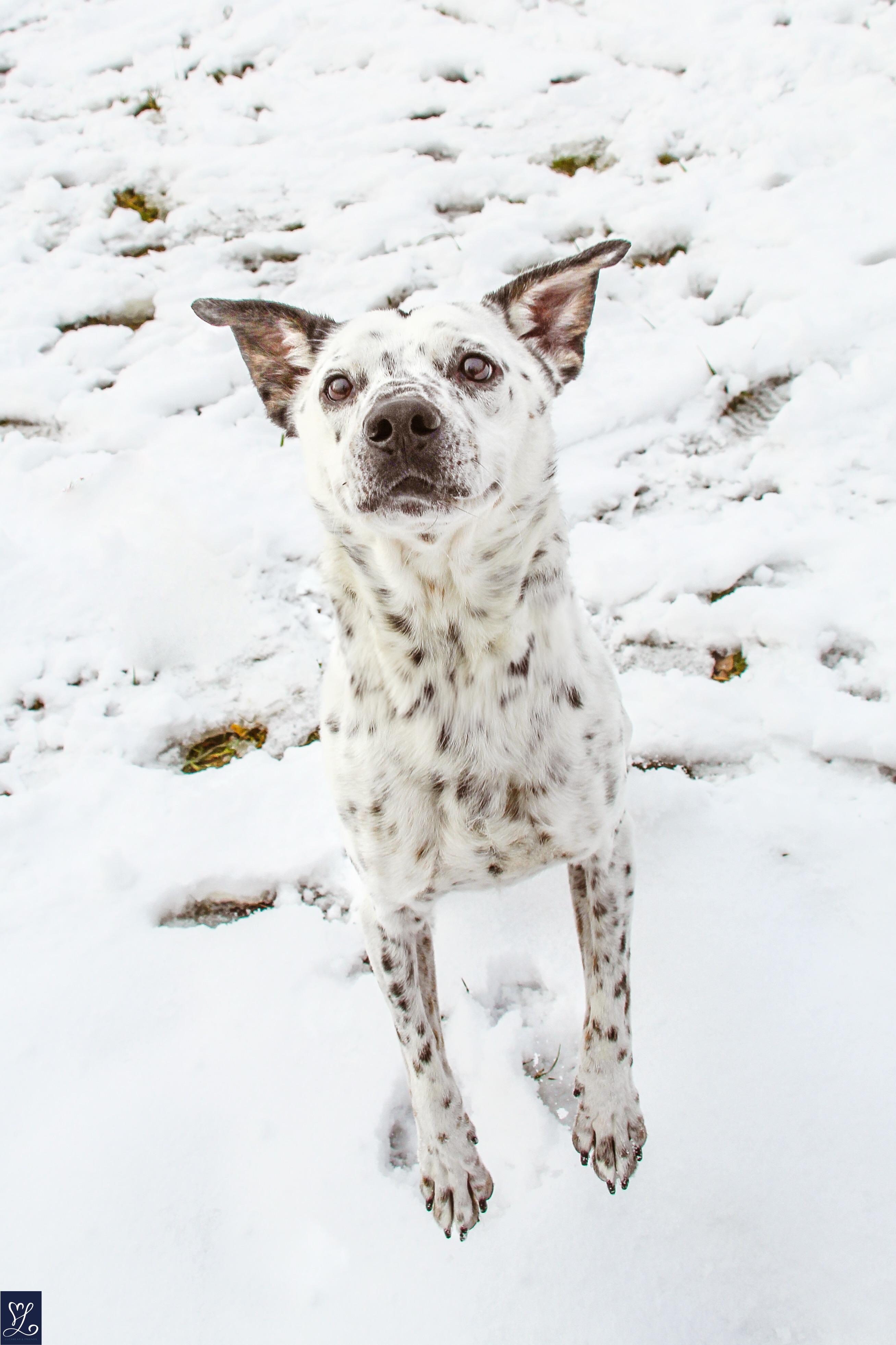 Enlarge SPOTTY, a Adopted mixed breed in Rochester, NY image 6/6