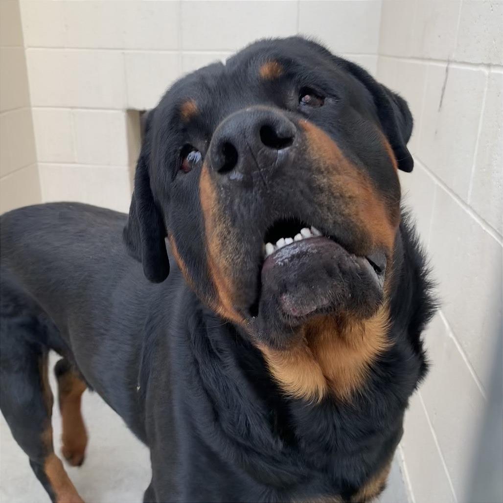 Enlarge Poca, a Adoptable Rottweiler in Reno, NV image 1/6