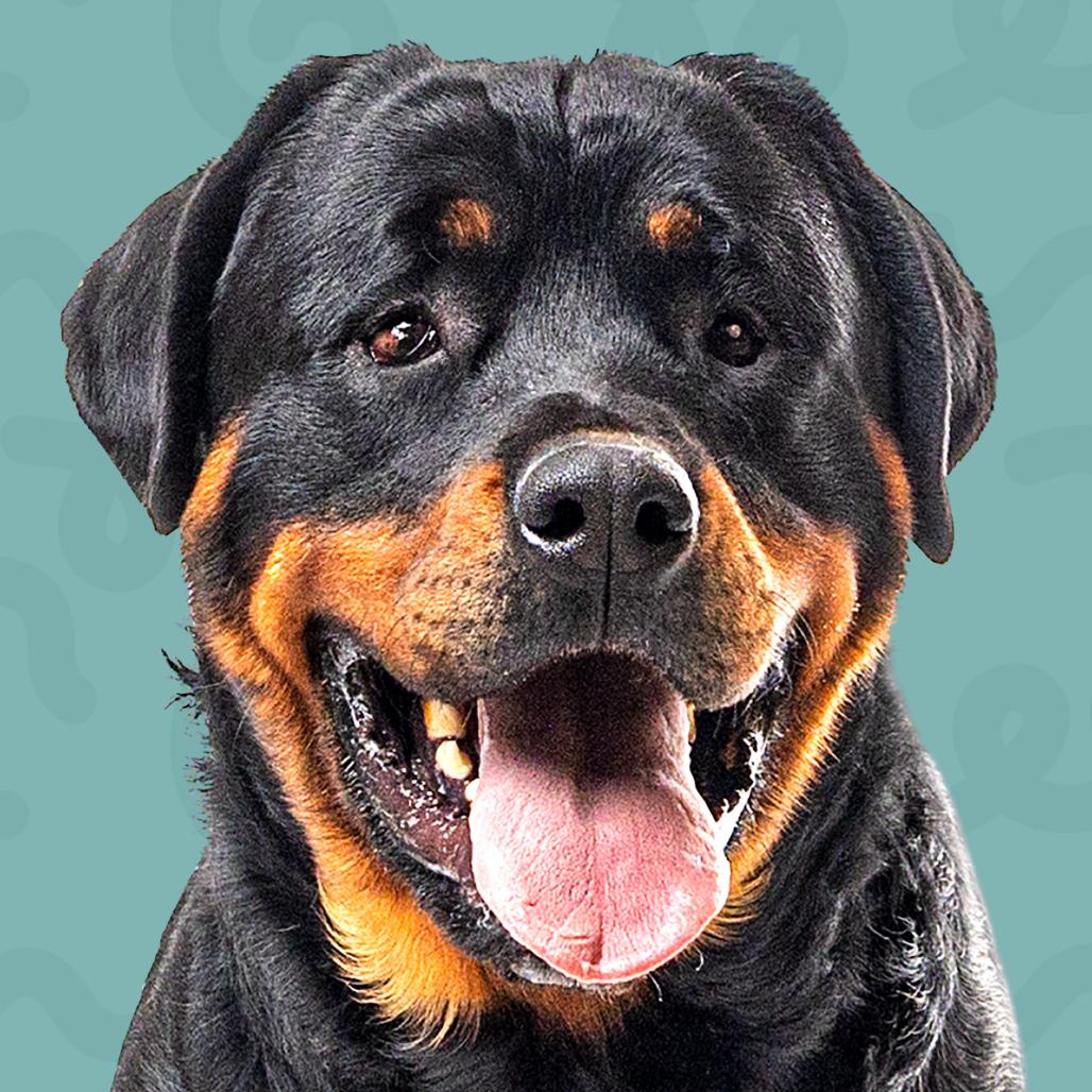 Enlarge Poca, a Adoptable Rottweiler in Reno, NV image 2/6