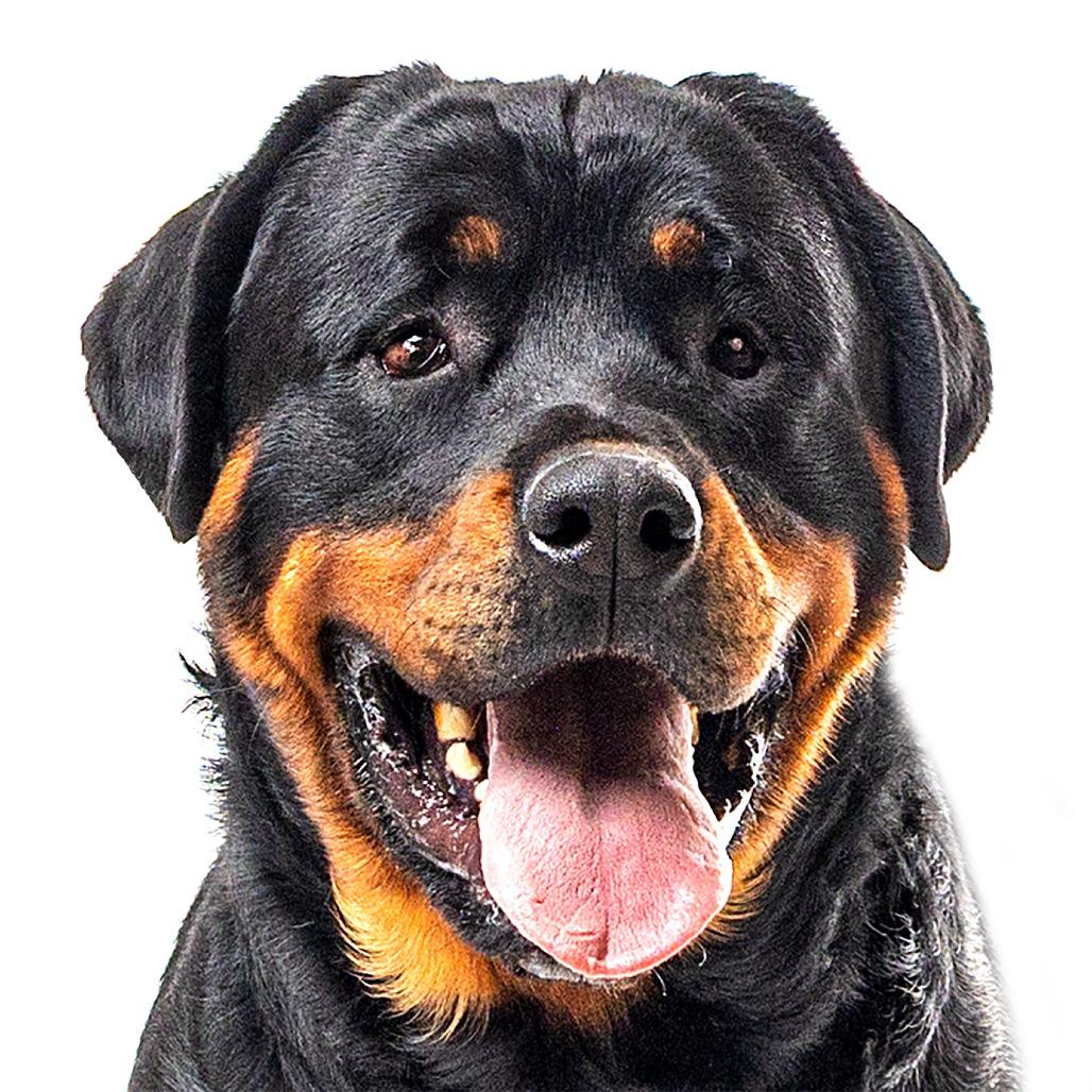 Enlarge Poca, a Adoptable Rottweiler in Reno, NV image 3/6