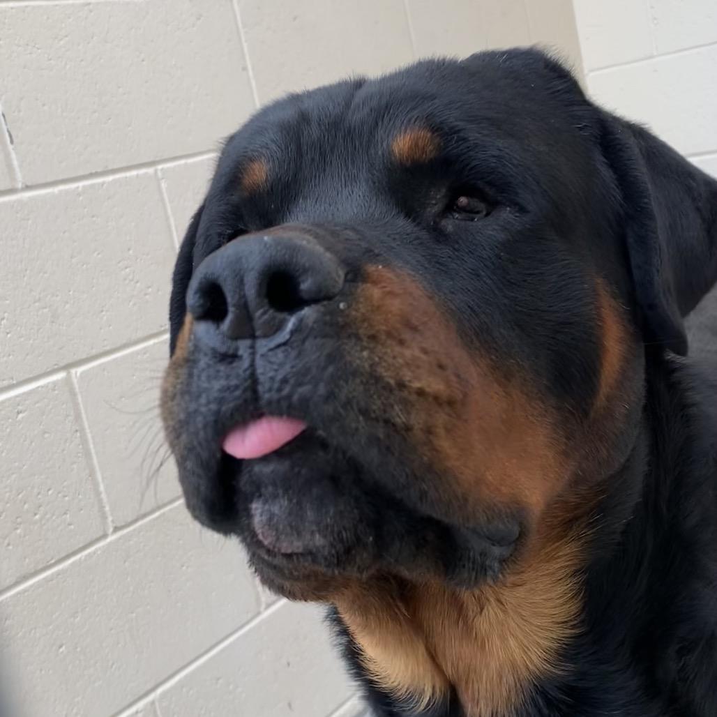 Enlarge Poca, a Adoptable Rottweiler in Reno, NV image 4/6