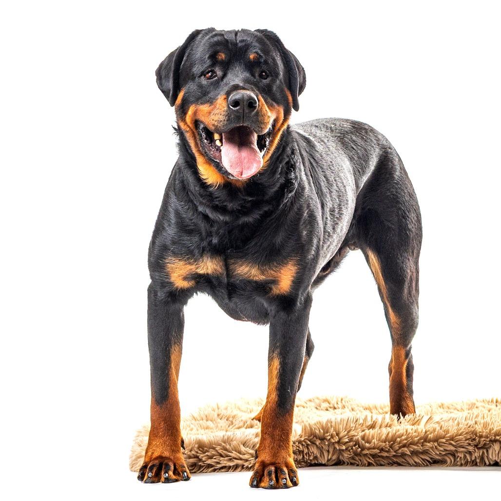 Enlarge Poca, a Adoptable Rottweiler in Reno, NV image 5/6