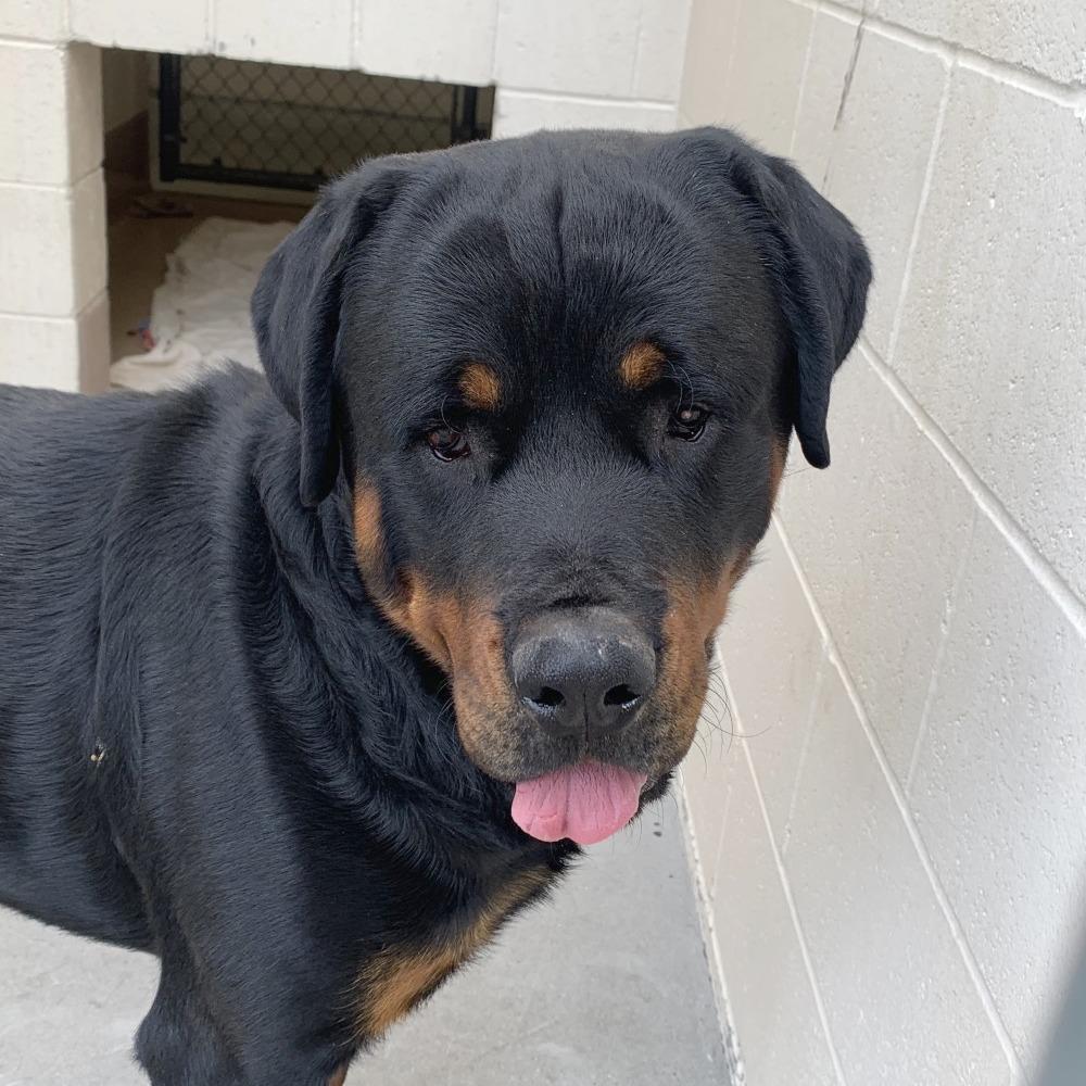 Enlarge Poca, a Adoptable Rottweiler in Reno, NV image 6/6