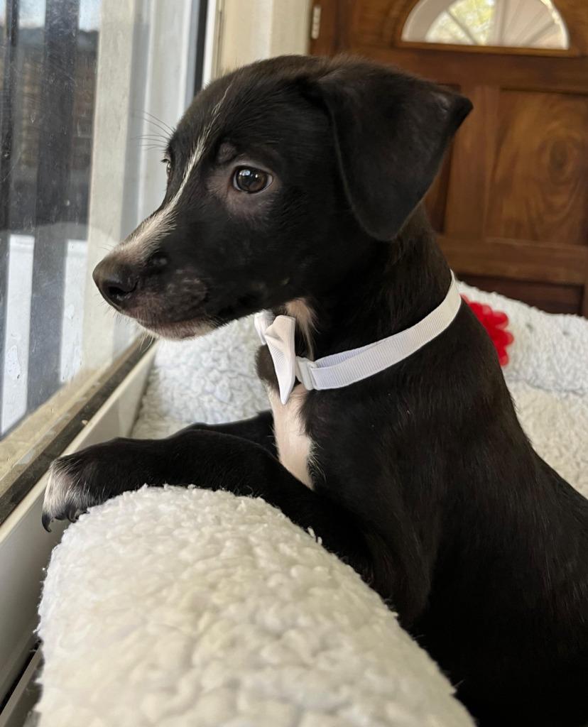 Cooper — thumbnail 2