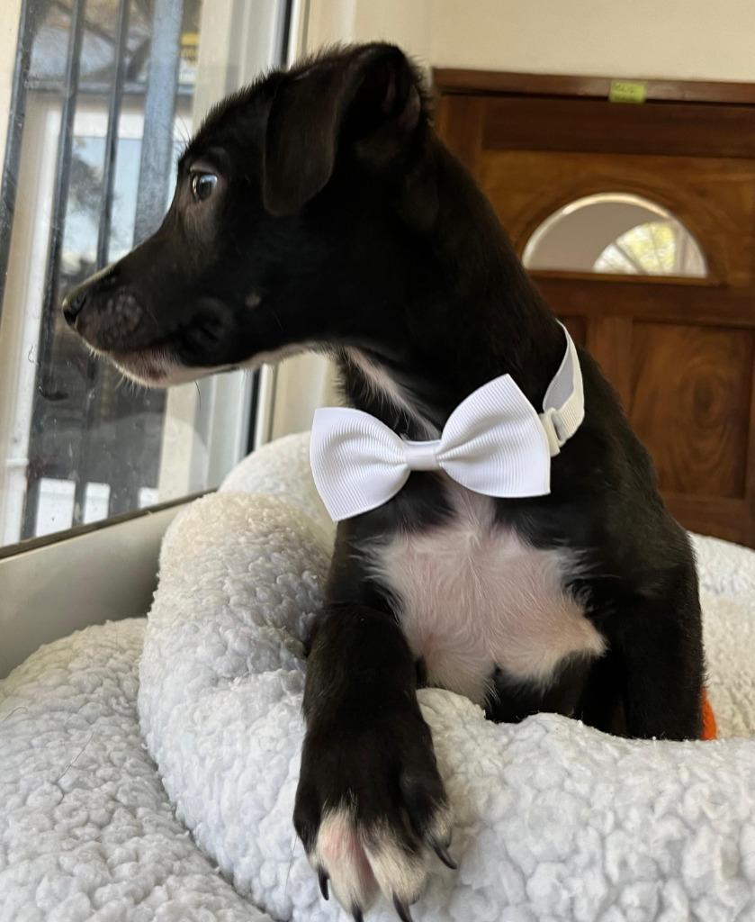 Cooper — thumbnail 3