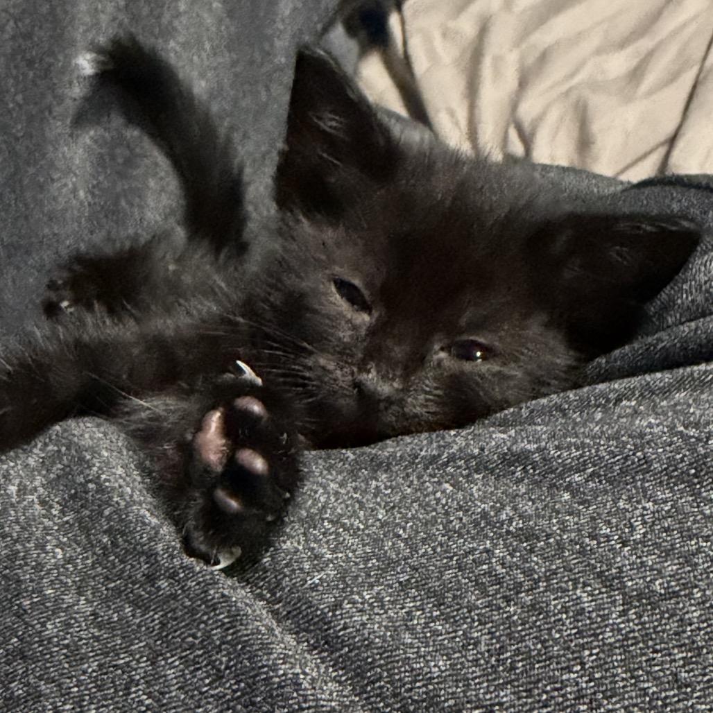 Sapphire, Adoptable, Kitten Female American Shorthair.