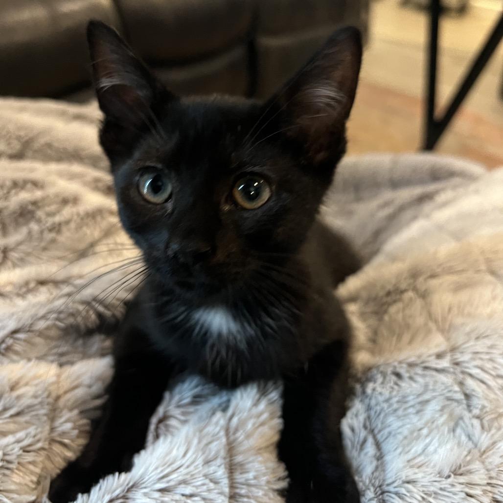 Enlarge Sapphire, a Adoptable American Shorthair in Oceanside, NY image 2/2