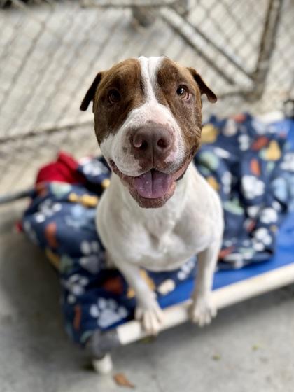 Enlarge Wells, a Adoptable mixed breed in Picayune, MS image 1/3